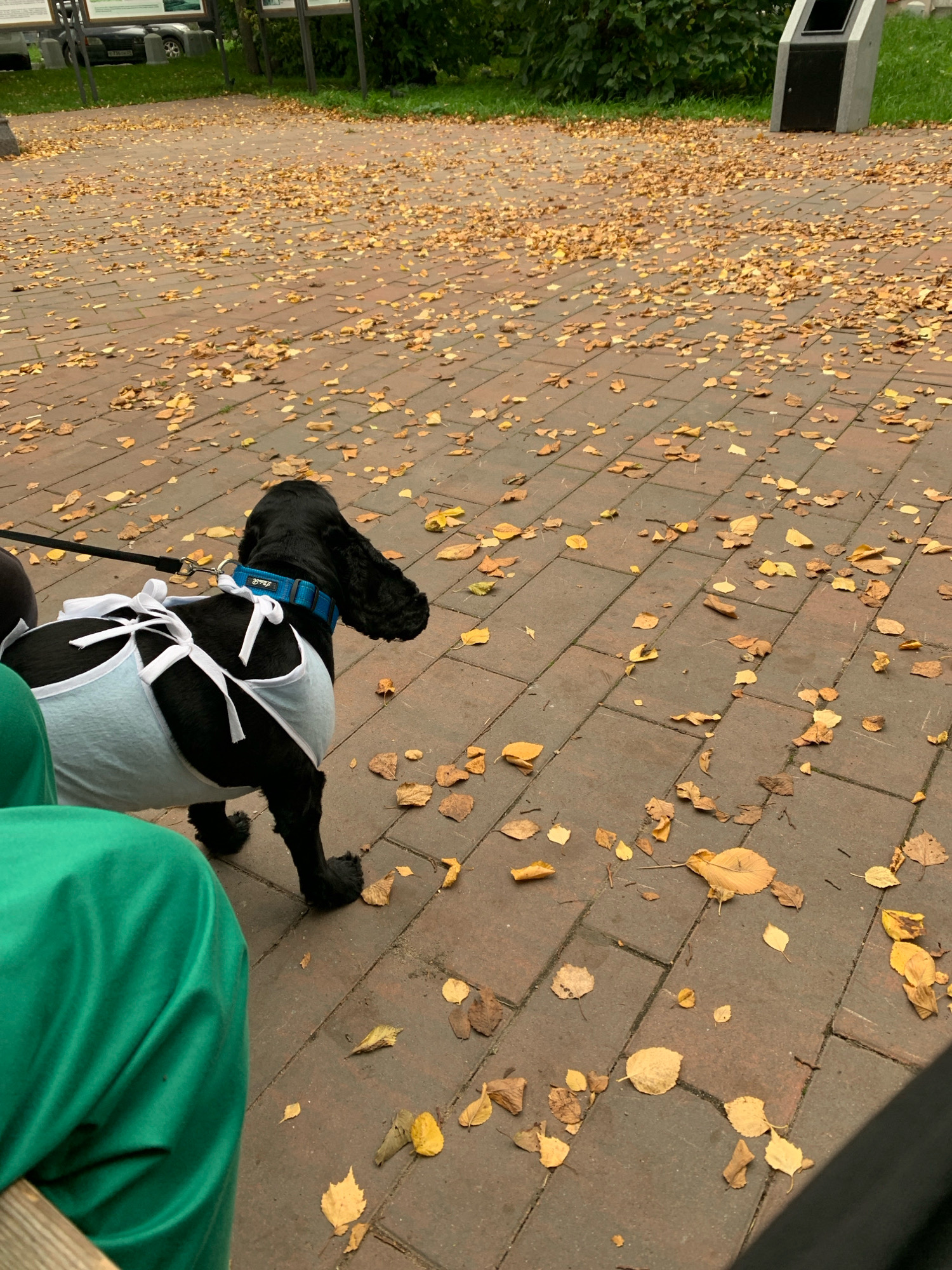 A black dog with a blue collar and a light blue garment tied with white ribbons is on a brick pathway covered with fallen autumn leaves. The dog is on a leash, held by an unseen person whose legs, clad in green pants, are visible in the lower left corner. The pathway is bordered by grass and trees in the background, with a trash receptacle on the right. The scene is set in a park in Arkhangelsk, Russia, during autumn.