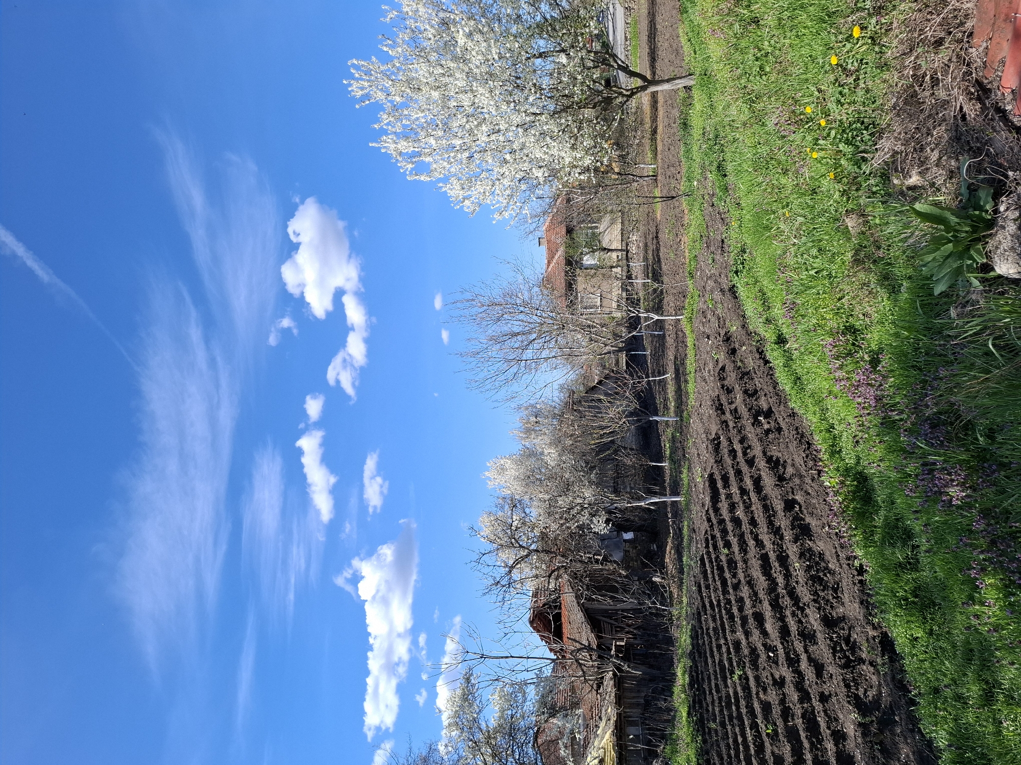 The image shows a rural scene, possibly in the outskirts of Gramada, Bulgaria. The sky is blue with wispy clouds. On the right side, there is freshly tilled soil in rows, next to a strip of green grass with purple and yellow flowers. Scattered trees with white blossoms are interspersed throughout the field and near houses with reddish-brown roofs. Some trees are bare. One building appears dilapidated, with visible decay. The scene suggests early spring in a farming or residential area. There are no visible people or animals.