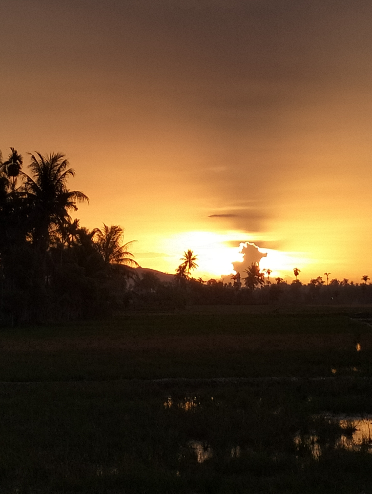 This is a horizontal, medium-shot photograph of a sunset over a rural landscape in Meunasahalue, Indonesia. The sky is a gradient of warm oranges and yellows, with the sun itself obscured by a large, puffy cloud formation that appears to be backlit by the sun. The top of the image is a dark brown, fading into a lighter orange.
In the foreground, silhouetted against the bright sky, is a dense line of palm trees and other foliage. The trees are dark and their fronds are distinct. Beyond the trees, the land is dark and appears to be agricultural fields, possibly rice paddies, with some areas of standing water reflecting the sunset. The water in the foreground also reflects the orange and yellow hues of the sky. The overall impression is of a serene, natural environment at dusk. There are no people or animals visible in the image.
