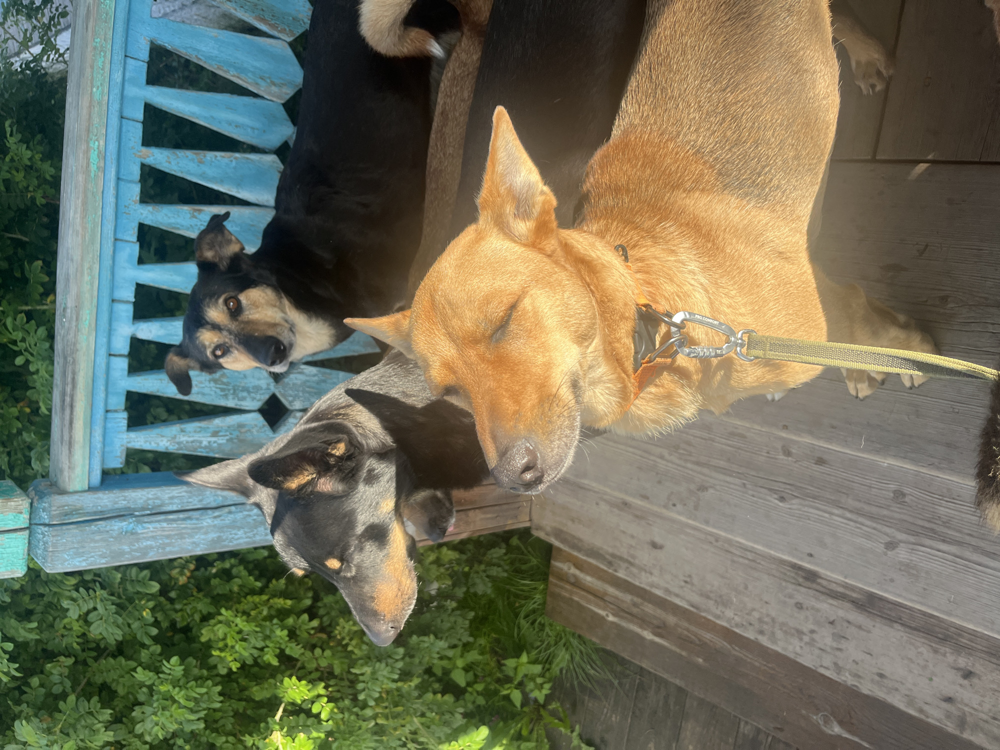 The image shows three dogs on a wooden porch. The porch has a weathered blue railing. In the background, there is green foliage. One dog in the foreground is a light brown color and appears to be lying down with its eyes closed. It is wearing an orange collar with a leash attached. Behind it, a black and tan dog is also lying down and looking towards the camera. Another black and tan dog is partially visible to the left, with its head turned away. The overall scene suggests a relaxed outdoor setting. It is not possible to determine the specific location within the city of Nizhny Tagil, Russia from the image.