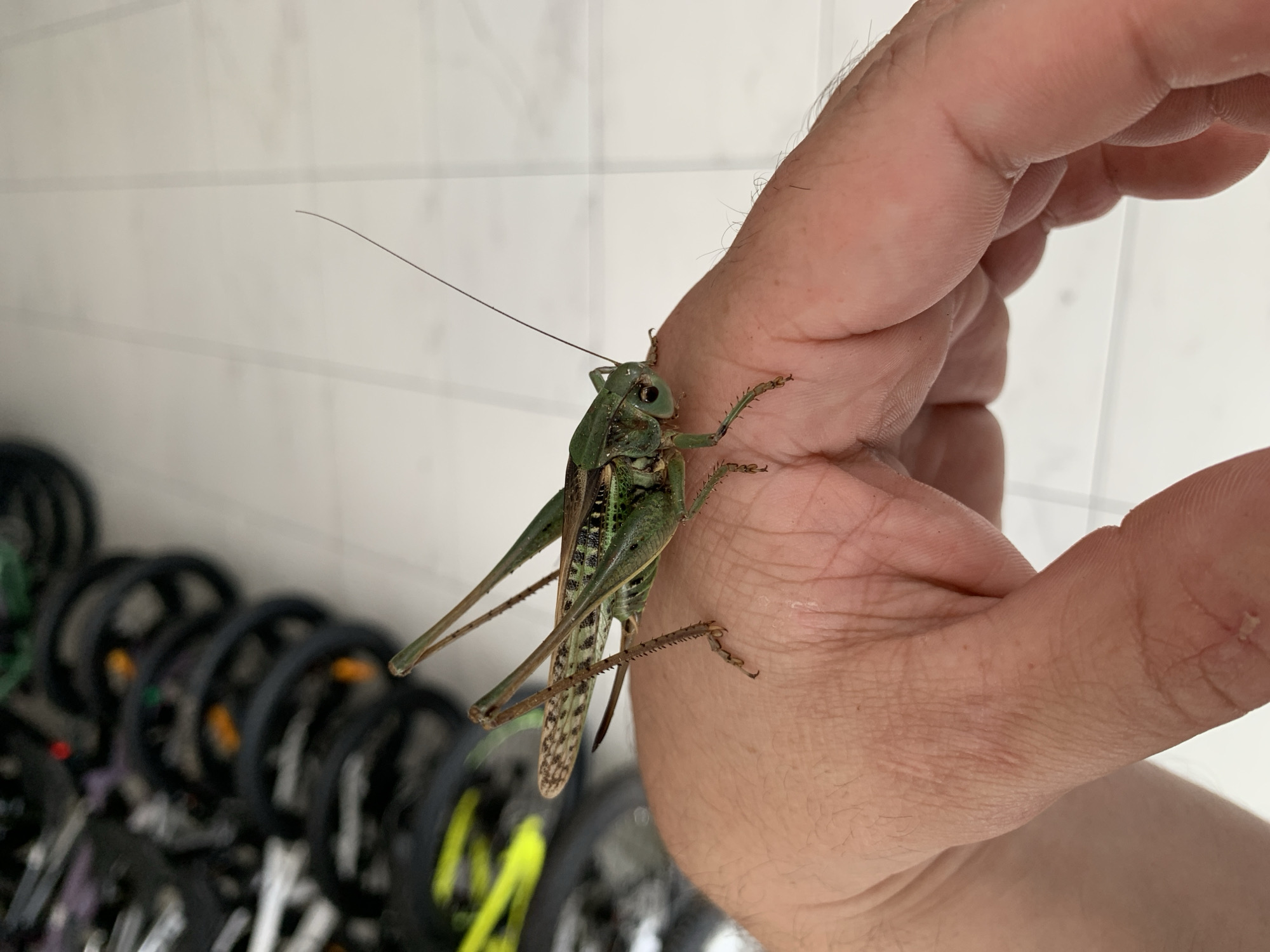A green katydid with brown speckles on its wings rests on a person's hand, which is positioned in the foreground. The katydid is facing to the right and its long antennae are visible. In the blurred background, several bicycles are lined up. The scene appears to be indoors, possibly in a storage area or a shop. The lighting is bright, suggesting daylight or well-lit interior conditions. The exact location in Kropotkin, Russia, is not discernible from the visual information provided.