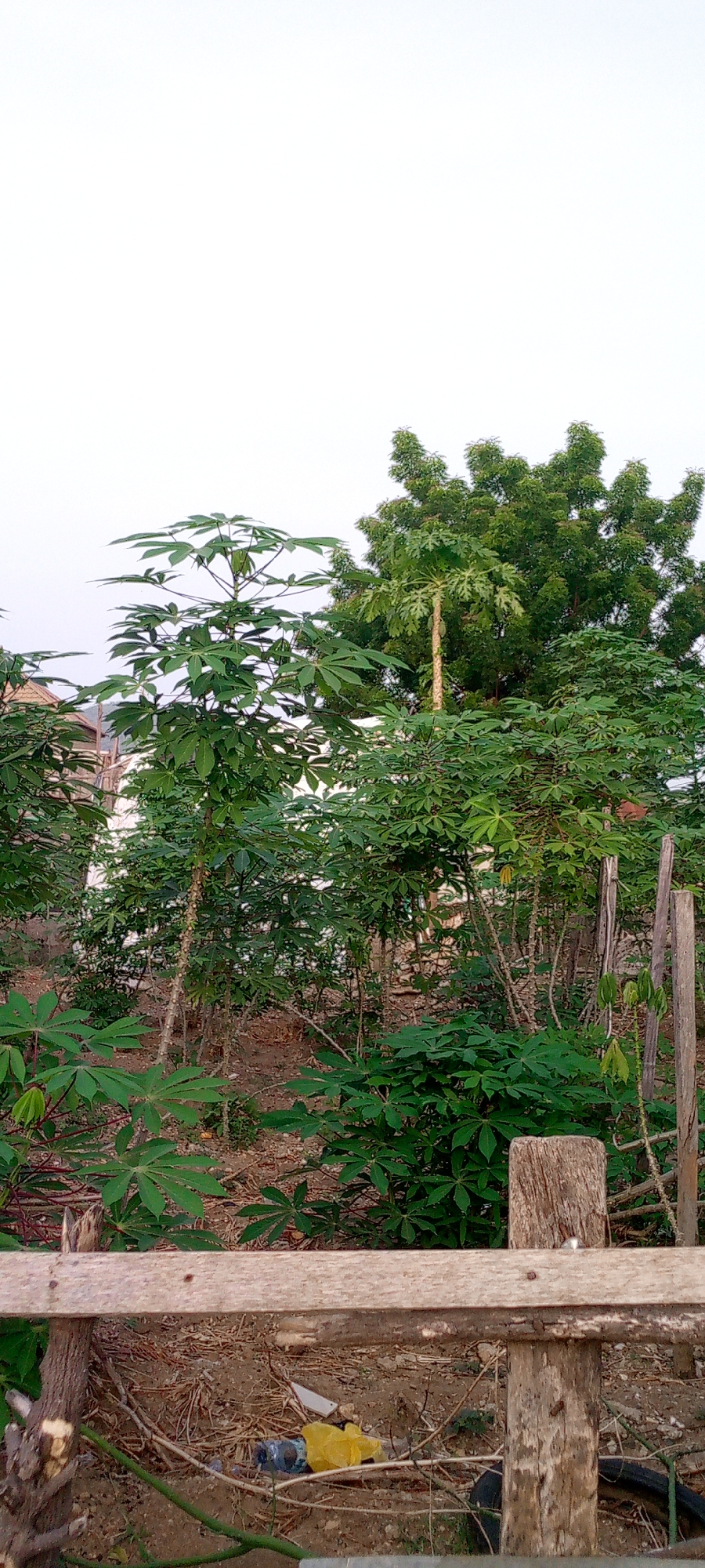 The image depicts a plot of land in Adankolo, Nigeria, overgrown with cassava plants and a papaya tree. A wooden fence is in the foreground, littered with debris. A residential building is visible in the background. No people are visible in the frame.