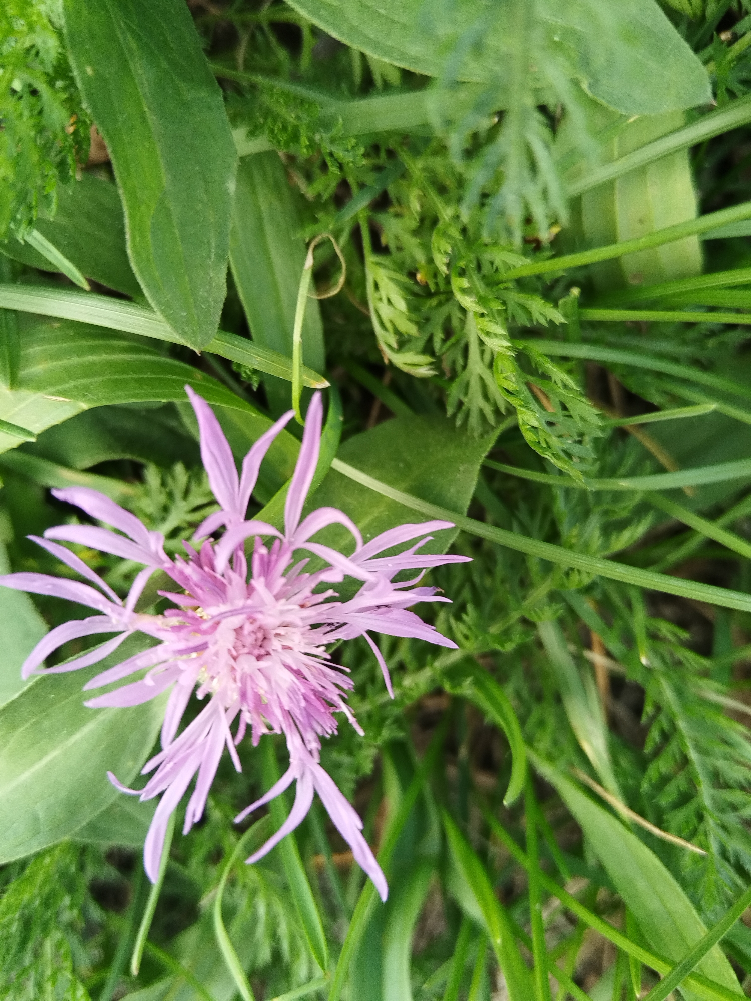 A close-up, high-angle shot features a single light purple thistle flower in sharp focus, surrounded by lush green foliage. The flower's delicate, spiky petals radiate outwards from a denser center. Various shades of green from different types of leaves create a textured backdrop, with some leaves broad and smooth, while others are finely serrated and feathery. The lighting suggests it is daytime, with soft shadows indicating an outdoor environment. The overall impression is of a natural setting, possibly a park or garden, with a focus on the intricate beauty of the flower against its verdant surroundings. There are no people or man-made objects visible in the frame.