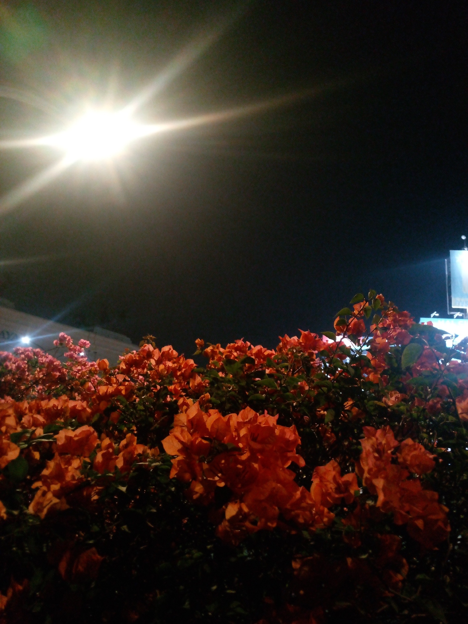 At night in Bitung Jaya, Indonesia, a bright light source casts a starburst effect in the upper left quadrant of the image. The sky is dark. In the foreground, vibrant orange and pink bougainvillea flowers fill the lower half of the frame, with green foliage interspersed. In the background, to the left and right, hints of illuminated buildings or structures can be seen. The overall scene is a nocturnal view of flowering plants against a backdrop of urban lighting.