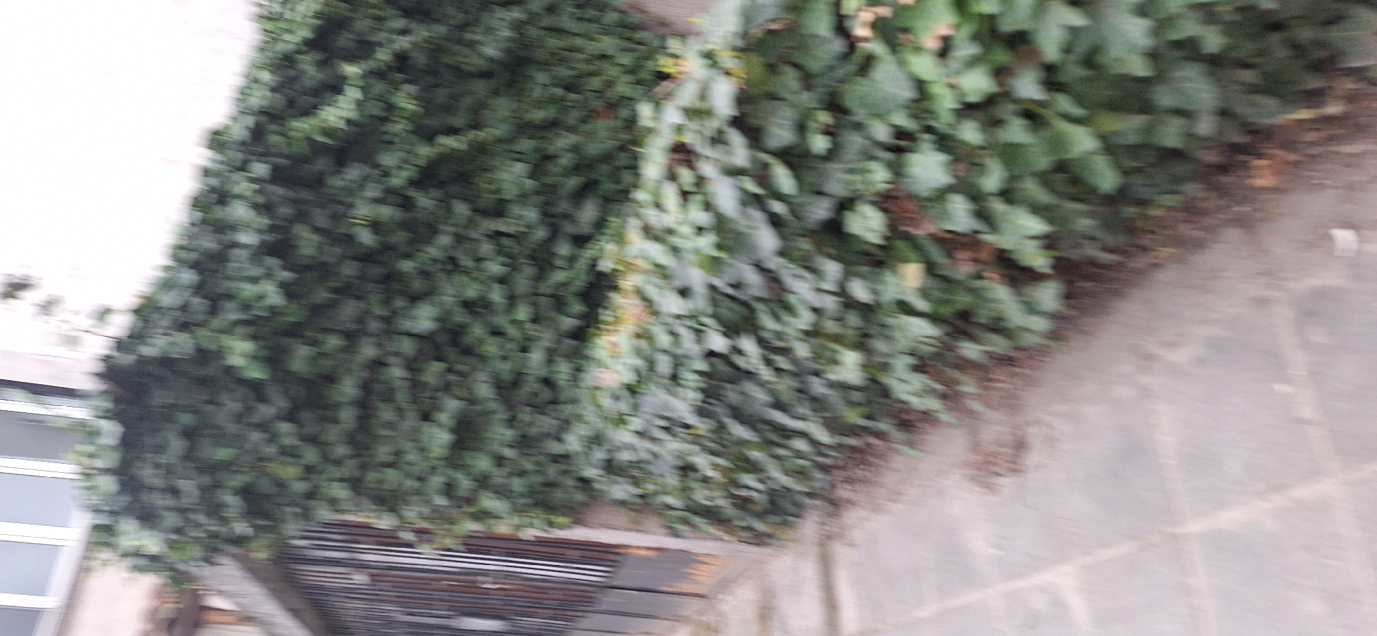 A photograph taken in Blagoevgrad, Bulgaria, showing a dense green ivy growth covering a wall or building facade, with a portion of the wall appearing white on the left side. Below the vegetation is a metal structure consisting of parallel bars or slats. The ground visible on the right side is paved with large, light-colored stones or tiles.