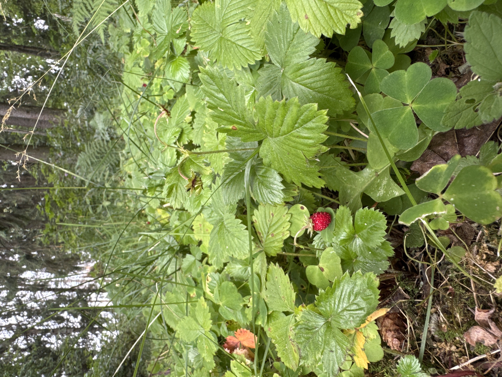 The image shows a close-up view of a forest floor covered in lush green foliage, with a single red wild strawberry visible among the leaves. Tall grasses and thin stems extend upwards, obscuring parts of the background which appears to be a dense forest with trees and ferns. The scene is set in Lendži, Latvia. There are no people or animals present in the image. The lighting suggests an overcast or shaded environment, common in a forest setting. The ground is covered with leaf litter, moss, and exposed soil in some areas.