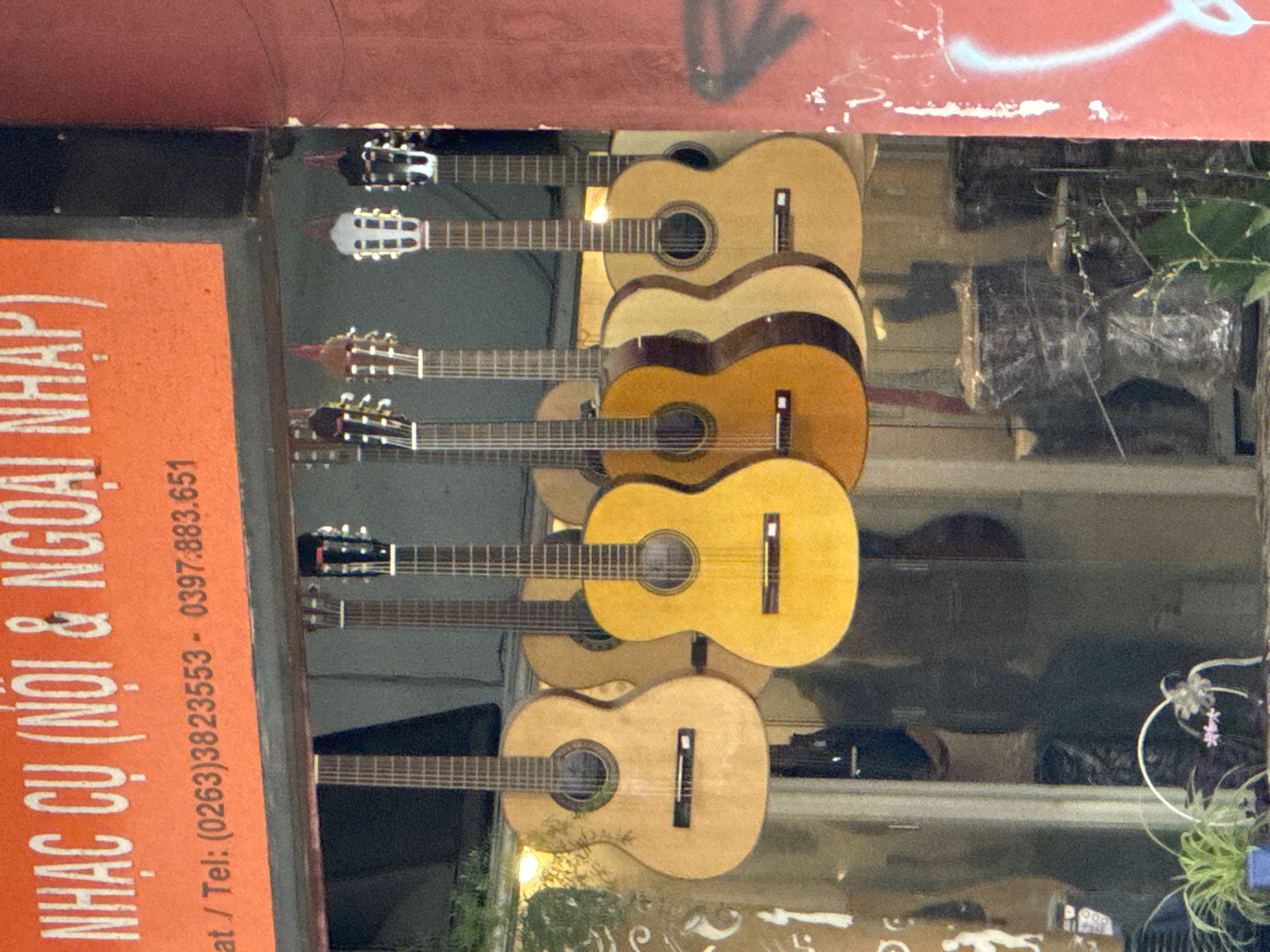 This is a full-frame, eye-level, medium shot of a music shop in Da Lat, Vietnam, featuring several acoustic guitars hanging for sale. The guitars are arranged in a row, with their bodies facing the viewer. The shop sign, in orange with white lettering, is visible at the top of the frame, displaying "NHẠC CỤ (NỘI & NGOẠI NHẬP)" and a phone number. Below the sign, a glass window reveals the interior of the shop.
The guitars, predominantly classical or flamenco style with nylon strings, vary in color from light natural wood to a brighter yellow hue. Their bodies are rounded, with a circular soundhole and a bridge with six strings. The necks extend upwards, and the tuning pegs are visible at the headstock.
Behind the guitars, reflections in the glass show the interior of the shop, including what appear to be more instruments and possibly some stacked items wrapped in plastic. To the right of the frame, a section of a red wall with white and light blue graffiti is visible. In the foreground, to the left and lower part of the image, a potted plant with green leaves and a small white flower is present. The overall lighting suggests it is daytime, with some diffused light illuminating the scene.