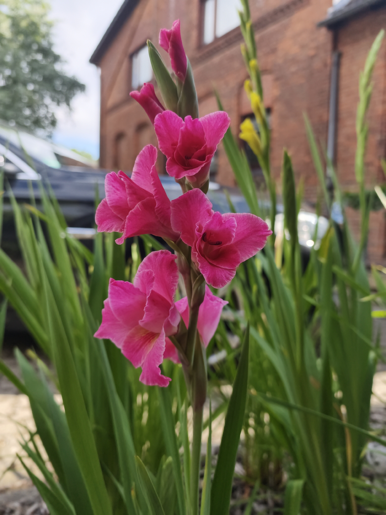 In Calberlah, Germany, a vibrant pink gladiolus flower stands tall amidst a bed of green foliage, its petals unfurling towards the sky. The flower's stalk is adorned with several blooms, their rich color a striking contrast to the muted red brick building that forms the backdrop. The building, with its classic architecture and visible windows, suggests a historical or residential setting within the town. A dark-colored vehicle is partially visible to the left of the flower, hinting at the presence of everyday life in this German locale. The overall scene captures a moment of natural beauty set against a backdrop of man-made structures, characteristic of a suburban or village environment in Calberlah.