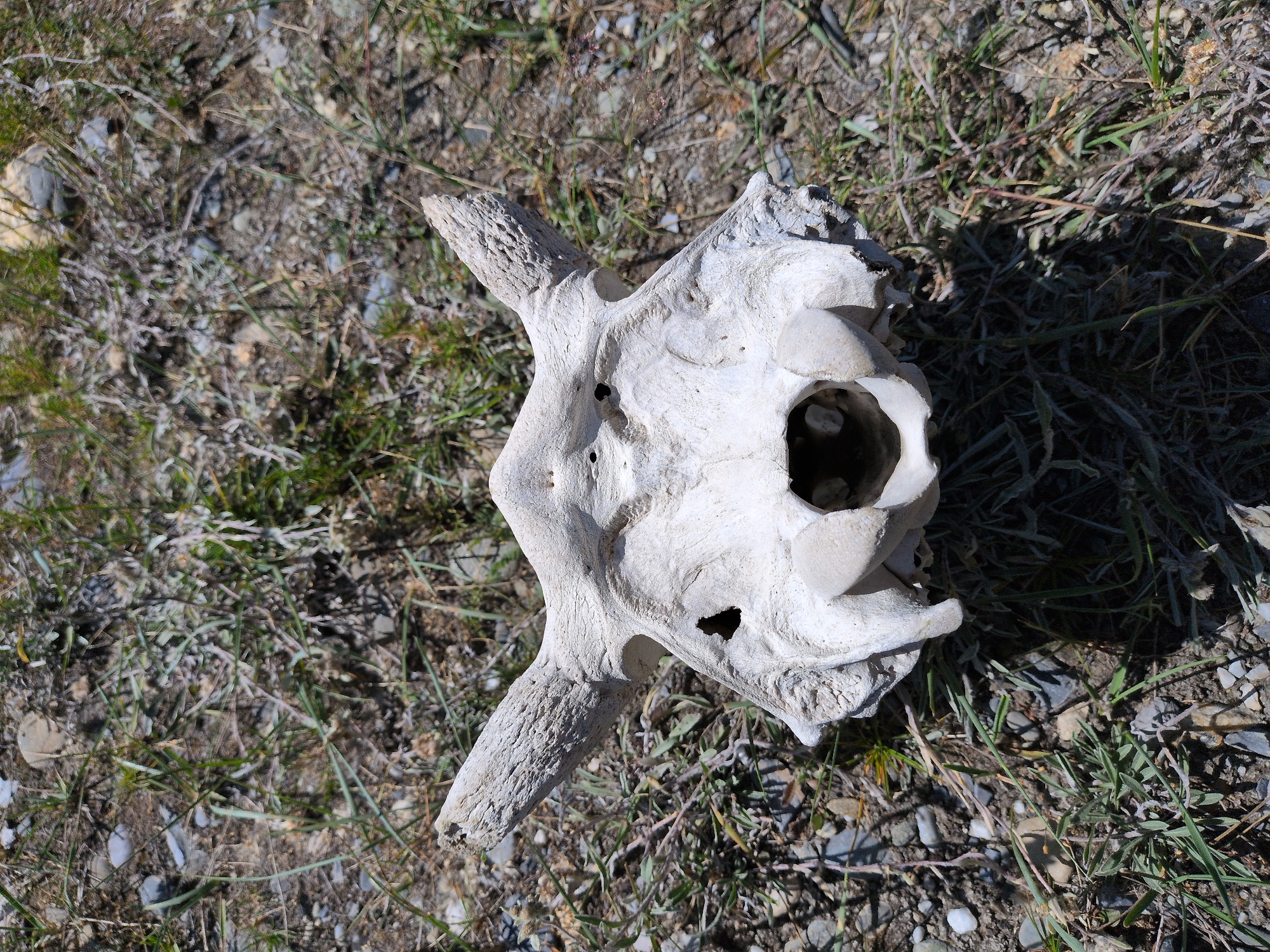 A bleached animal skull lies on the ground amidst dry grass and pebbles. The skull is oriented with its frontal bone facing upwards and outwards. Two stubby, weathered horn cores project from either side of the skull's cranial portion. Visible apertures include two eye sockets, appearing as dark, irregular holes, and a large, gaping nasal cavity or foramen magnum at the center of the skull. The bone's texture is rough and pitted, suggesting significant weathering and age. The surrounding environment is arid, with sparse, dry vegetation and small, light-colored stones scattered across the soil. The scene appears to be an outdoor, natural setting. No people or any signs of recent activity are present. The location is unspecified within Matayeen, India.