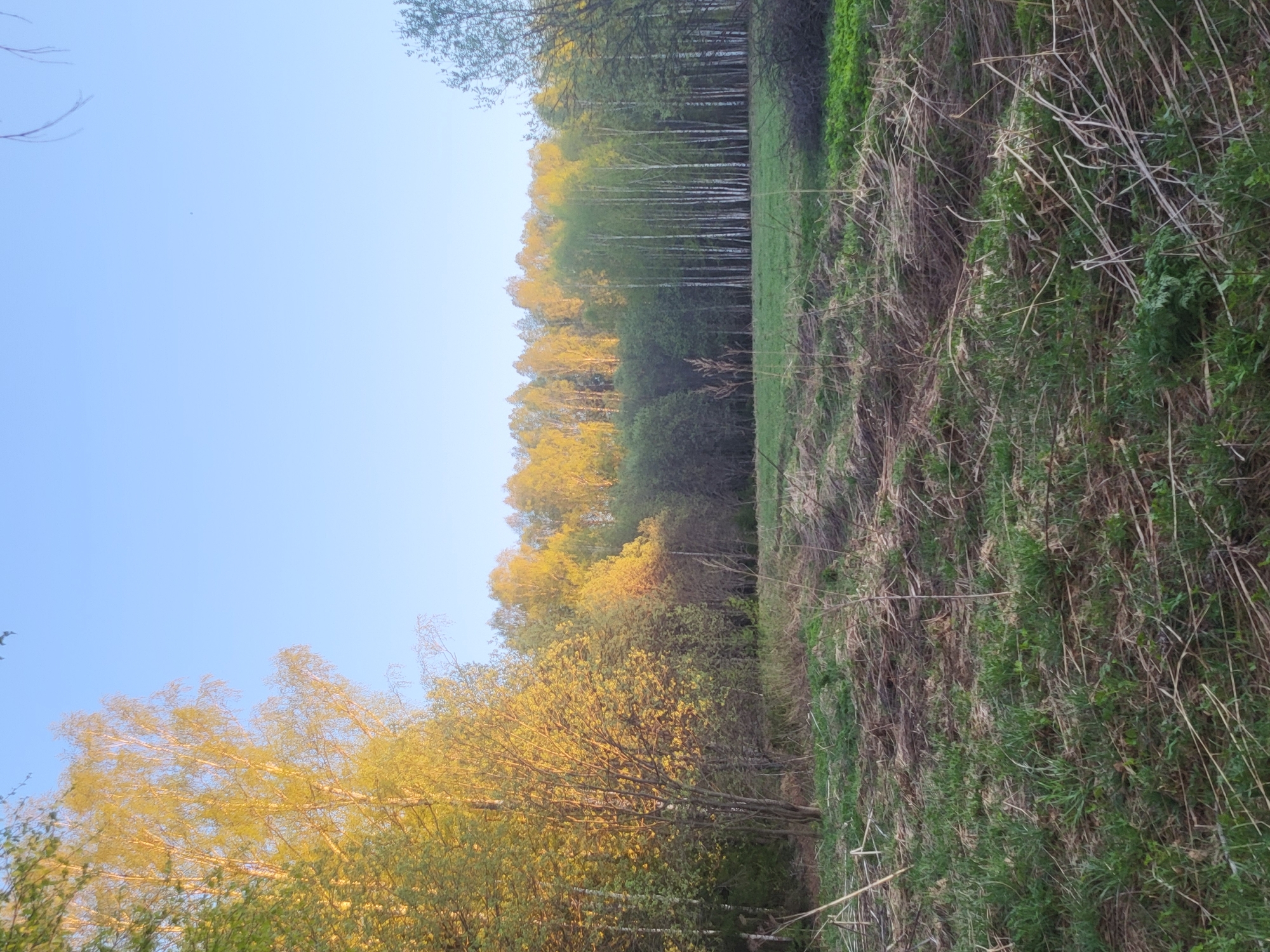 The image depicts a rural landscape in Зипуново, Russia. A field of tall grass and dry vegetation extends across the right side of the frame. Adjacent to the field is a dense forest with trees showing early spring foliage. The leaves near the edge of the forest appear to be predominantly yellow, possibly due to sunlight. The sky is a clear, pale blue. There are no people visible in the image.