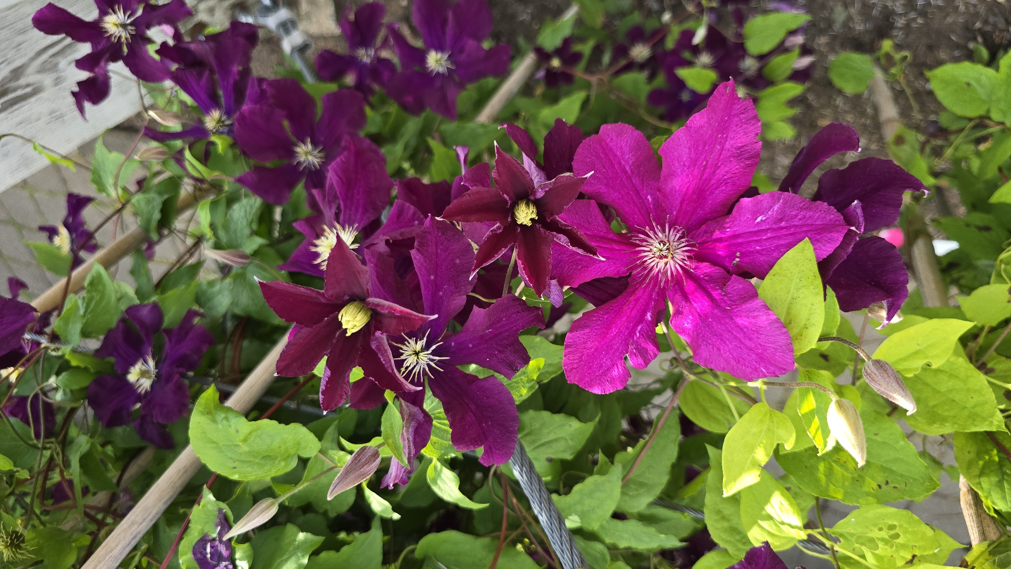 The image displays a close-up of vibrant magenta and deep purple clematis flowers blooming amongst lush green foliage. The flowers exhibit a star-like shape with delicate petals and prominent stamens. Some of the flowers are fully open, revealing their intricate details, while others are partially unfurled or in bud form, showcasing a progression of their life cycle. The surrounding leaves are a bright, healthy green, with some showing slight variations in shade. The clematis vines are supported by thin wooden stakes and some wire, suggesting they are growing in a garden or trellis setting. The lighting suggests it is daytime, with sunlight illuminating the flowers and leaves, creating soft highlights and shadows. The setting appears to be outdoors, likely in a garden in Kaunas, Lithuania, given the contextual information. There is no text visible in the image. The overall impression is one of natural beauty and the abundance of summer blooms.