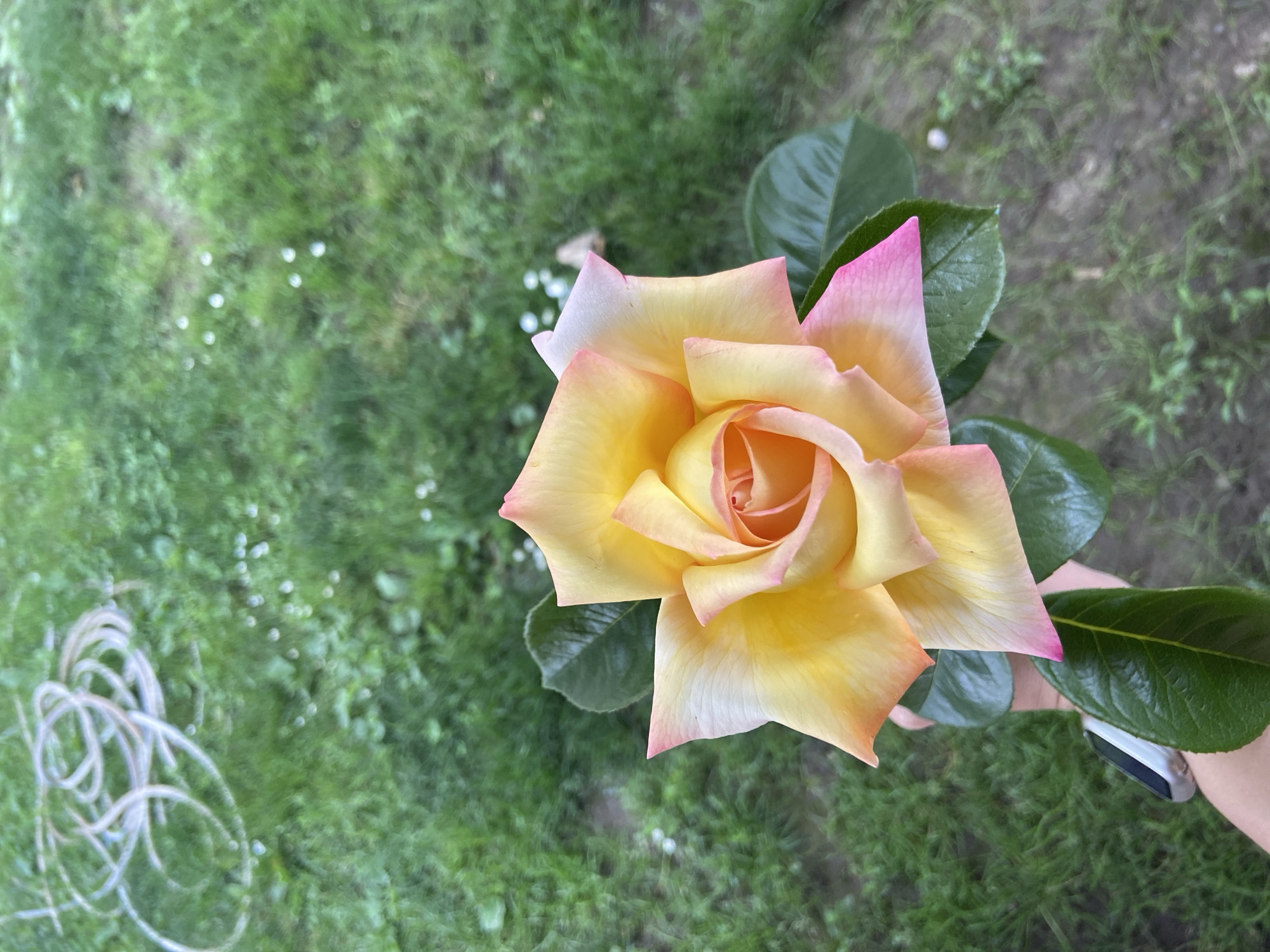 The image presents a close-up, high-angle shot of a bi-colored rose, predominantly yellow with pink-tipped petals, being held by a person whose forearm and wrist-worn device are partially visible. The rose is positioned against a backdrop of green grass, scattered with small white flowers or debris, and a coiled white hose. The location is noted as Mindia, Bulgaria, although this cannot be verified from the image alone. There are no other people visible.