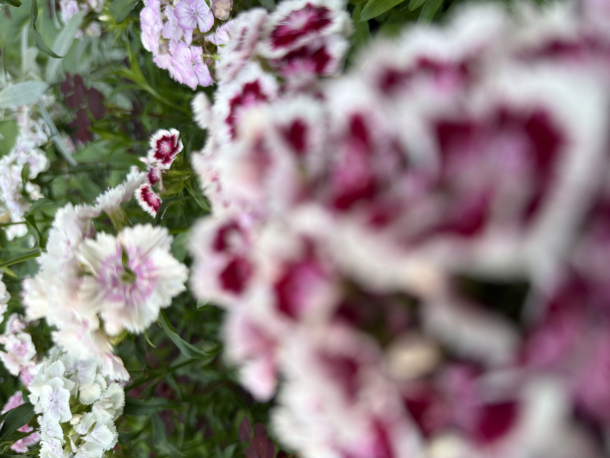 The image shows a close-up of dianthus flowers in Kazan, Russia. The flowers are a mix of white and pink, with some having dark pink centers. The foreground is slightly blurred, with the flowers in sharp focus in the midground and background. The petals of the flowers are fringed, giving them a delicate appearance. The foliage is a deep green, providing a contrast to the vibrant colors of the blooms. The lighting suggests it might be daytime, with natural light illuminating the flowers. The overall impression is one of natural beauty and tranquility, a snapshot of a garden in bloom. There is no visible text in the image.