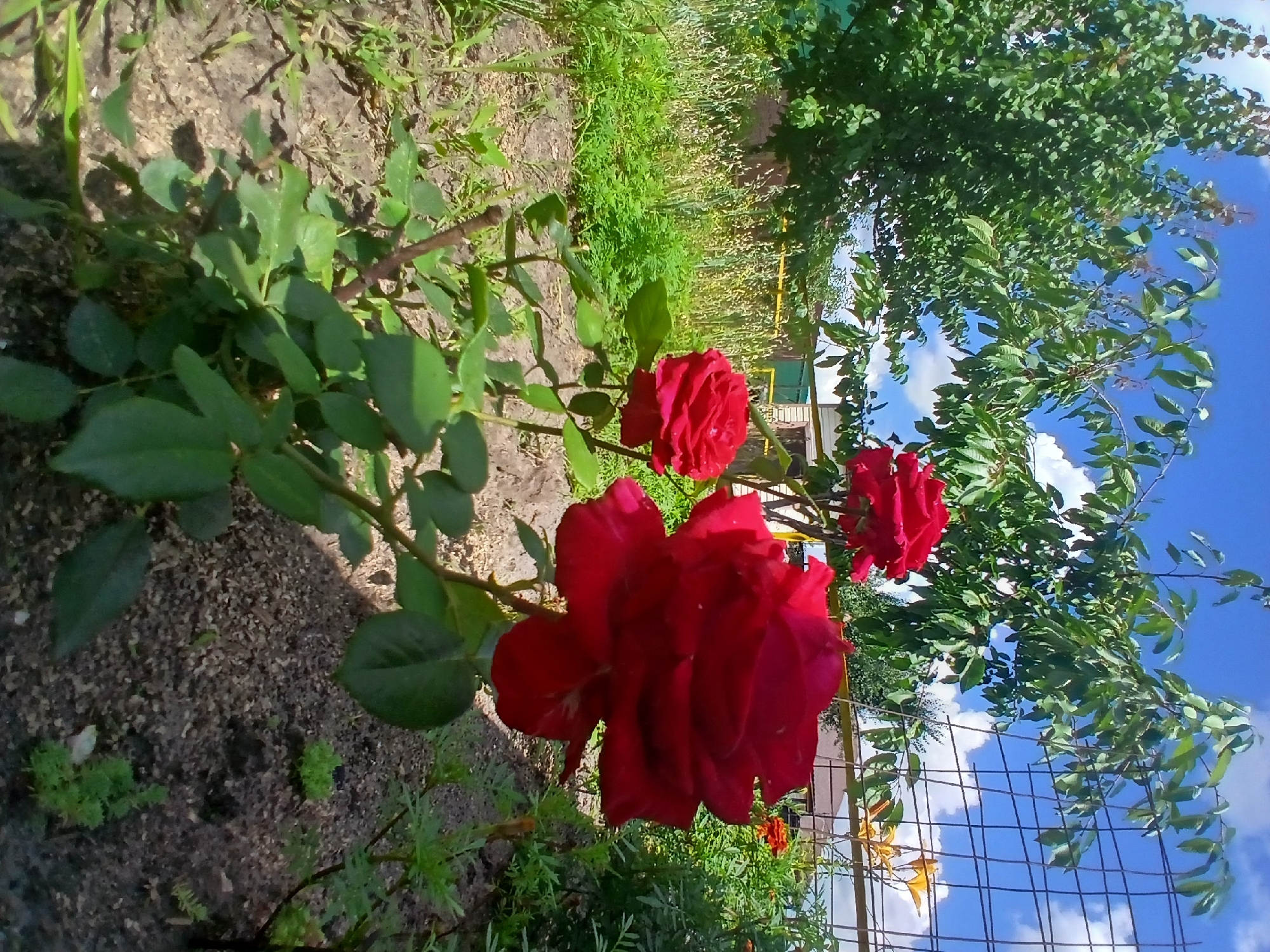 The image depicts a garden scene in Maslova Pristan', Russia, under a bright blue sky with scattered white clouds. In the foreground, a rose bush with lush green leaves and several vibrant red roses is prominently featured. The largest rose, a deep crimson, is in sharp focus, with two smaller roses slightly behind it. The soil around the rose bush appears to be a mix of dark earth and mulch.
In the middle ground, a variety of green plants and tall grasses create a textured backdrop. Behind the greenery, a fence can be seen, constructed from wire mesh and posts, with some yellow flowers blooming near it. Further in the background, parts of buildings are visible, including a roof and a green structure, suggesting a residential area. Trees with dense green foliage frame the scene on the left and top. The overall impression is a sunny, well-maintained garden setting in a rural or semi-rural environment. There are no people visible in the image.