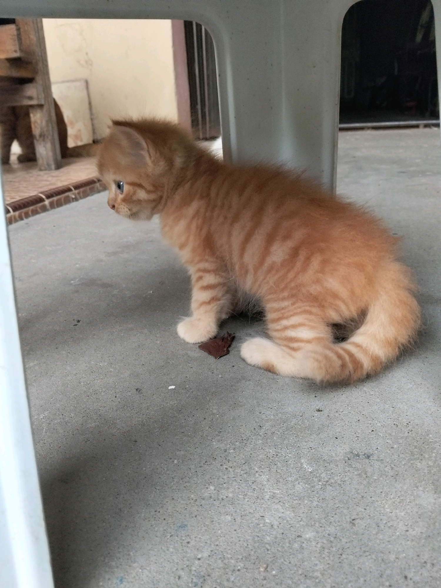 An orange tabby kitten is crouched on a concrete floor, possibly under a white plastic chair. The kitten is looking to its left with blue eyes. A small, dark brown object, possibly a piece of debris, is on the concrete near the kitten's front paws. The background shows a wall with some furniture, and some wooden structures, suggesting an outdoor or semi-outdoor setting. The lighting is natural, casting faint shadows.