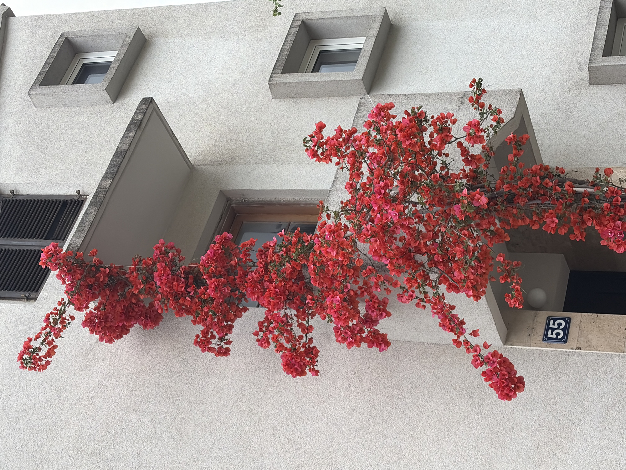 Exterior view of a white textured building with several windows and a bougainvillea plant. The windows are of varying shapes, including square and rectangular. The bougainvillea plant has bright red flowers and drapes across the facade of the building, growing around one of the windows. A house number "55" is visible on the right side of the image. The location is Budva, Montenegro.