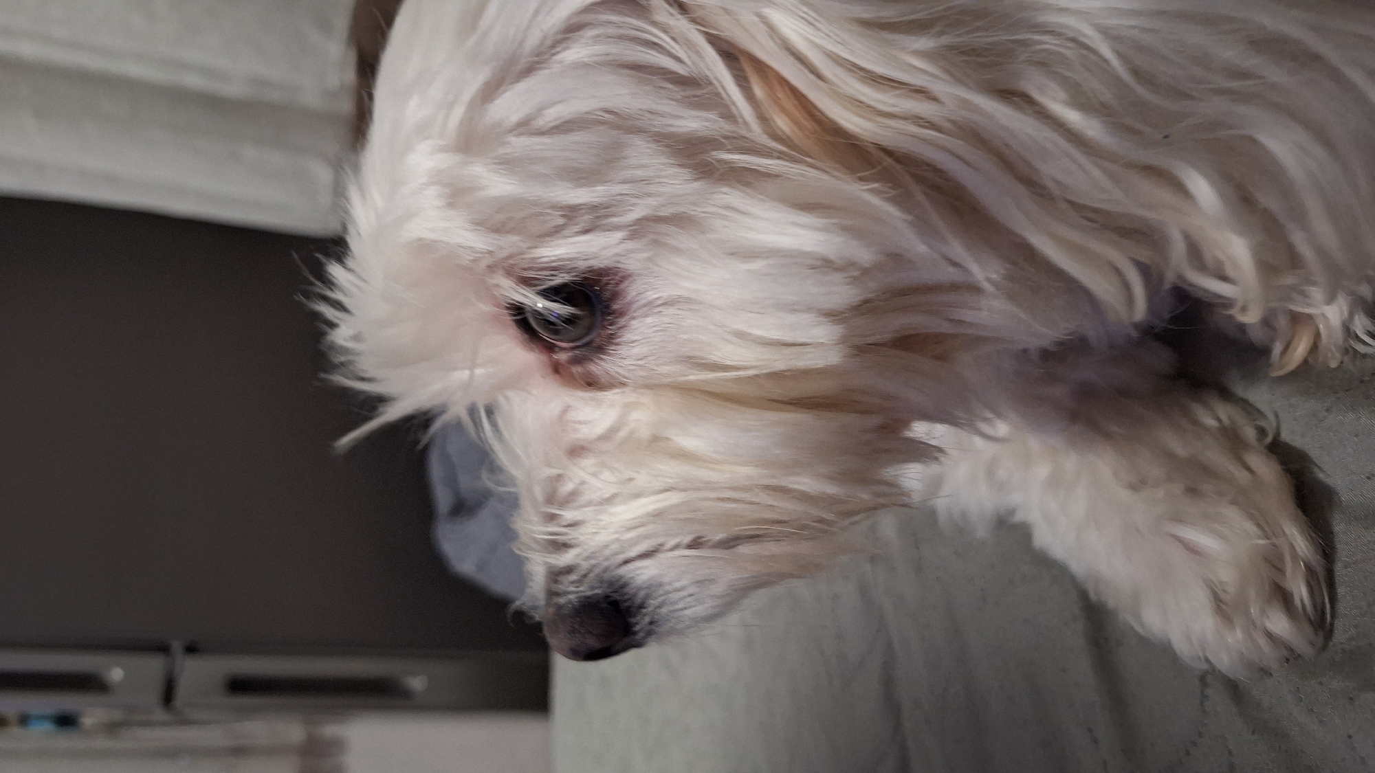 A close-up portrait shows a small, white, fluffy dog resting indoors. The dog's long, slightly wavy fur, primarily white with hints of cream or light brown, especially around the face and paws, fills most of the frame. The dog's left eye is visible, dark and reflective, with common reddish-brown tear staining beneath it. Its dark nose and snout point downwards, suggesting the dog is either looking at something below or simply resting its head. The overall expression of the dog appears calm and relaxed.
The background is softly blurred, indicating a shallow depth of field. To the left, a dark, indistinct area is visible, possibly part of a piece of furniture or a wall. Underneath the dog and extending to the right, there is a lighter, neutral-colored surface, likely a blanket, cushion, or bed. The lighting suggests an indoor environment, possibly with ambient artificial light or indirect natural light.
No specific activity is taking place beyond the dog resting. There is no visible text in the image. While the image itself does not contain specific geographical markers, the context provided indicates the location is Blagoevgrad, Bulgaria.