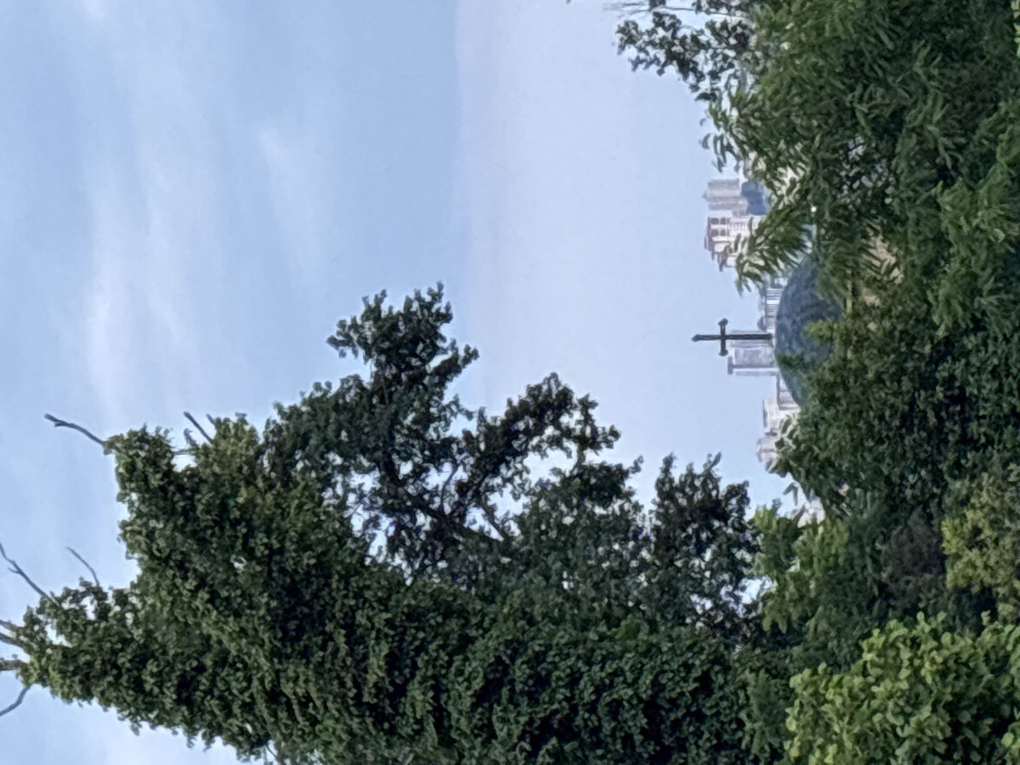 The image shows a view of the city of Sochi, Russia, through trees. In the foreground, on the left, is a large, overgrown tree with dark green leaves and bare branches reaching towards the sky. To the right of this tree, further in the distance, is another large cluster of trees. Behind these trees, in the middle ground, is a dark, rounded structure, possibly a dome, topped with a prominent black cross. Beyond the cross and dome, a city skyline is visible with several tall buildings. The sky above is overcast with light blue and white clouds. The overall scene is naturalistic with urban elements visible in the background.