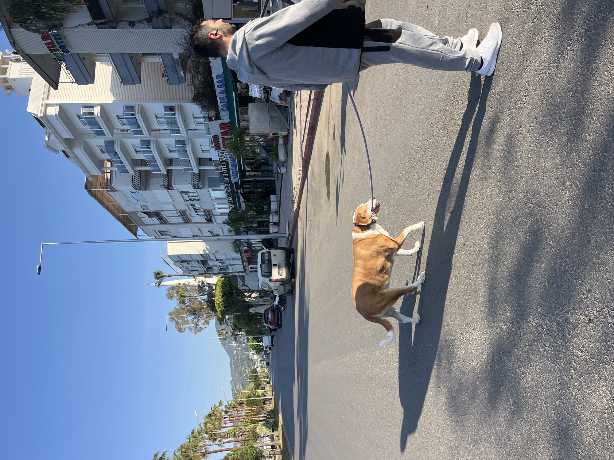 A light-skinned male is walking a brown and white dog on a purple leash on a paved street in Alanya, Turkey. The man is wearing a gray sweatsuit and white sneakers, facing toward the right side of the image. The dog is walking on its hind legs, and its shadow is cast on the road. On the left side of the image is a multi-story hotel with a white facade and blue balconies. A sign reads "CAFE & BAR". In the background, a street lined with palm trees leads toward distant mountains under a clear blue sky. A white van and other parked cars are visible along the street.