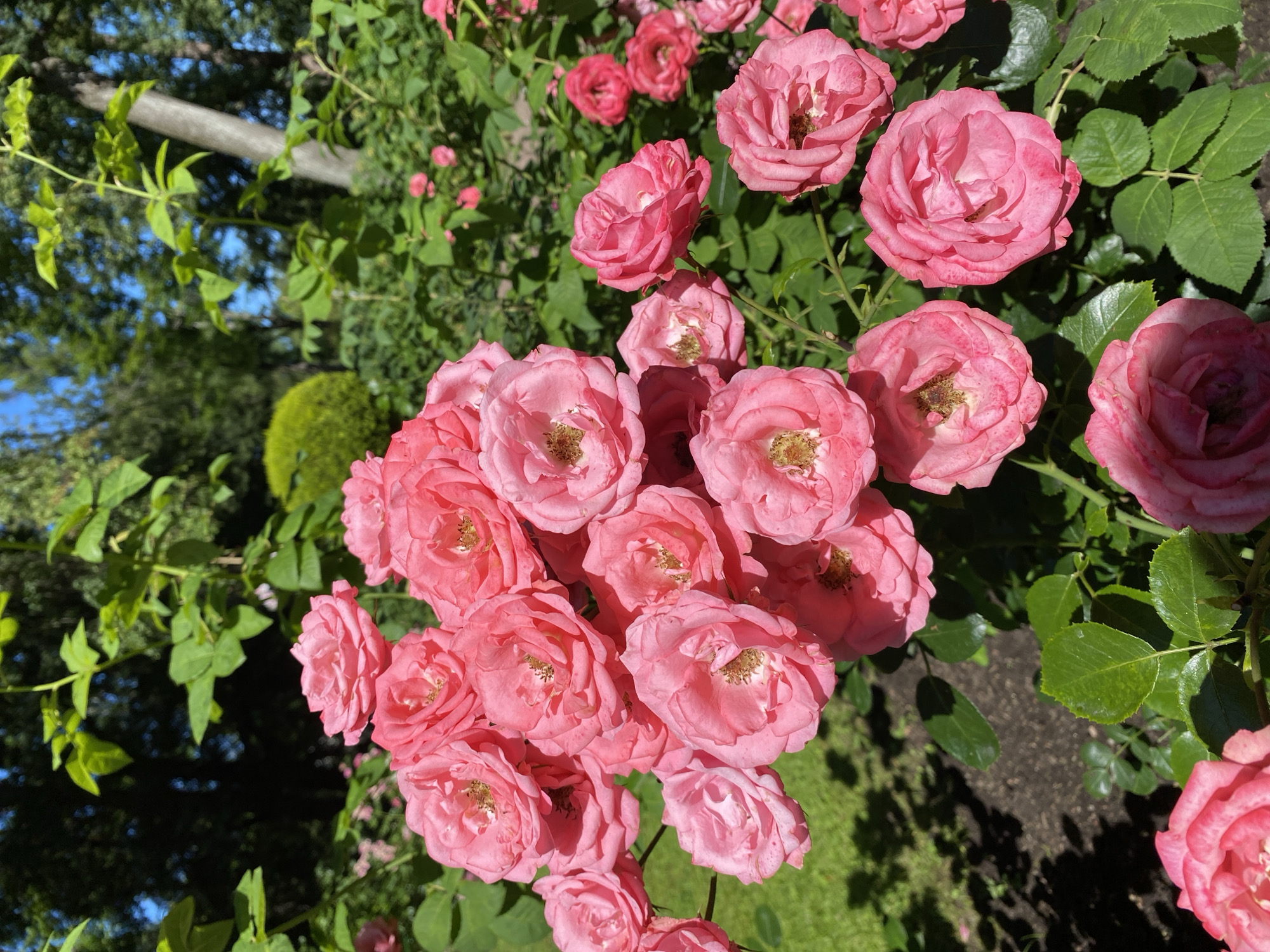 A cluster of vibrant pink roses is the primary subject of this photograph, bathed in natural sunlight. The roses are in various stages of bloom, with some fully open and others still budding. Their petals are delicate and layered, showcasing a soft pink hue with subtle variations. The green foliage of the rose bushes serves as a lush backdrop, creating a natural and organic setting. In the background, the scene transitions to a park-like environment, characteristic of Peterhof, Russia. Tall trees with dappled sunlight filtering through their leaves suggest a mature park or garden. A well-maintained lawn and the distinct texture of tree bark in the mid-ground hint at the manicured landscape of Peterhof. The overall impression is one of serene natural beauty, capturing the essence of a warm, sunny day in a picturesque outdoor setting.