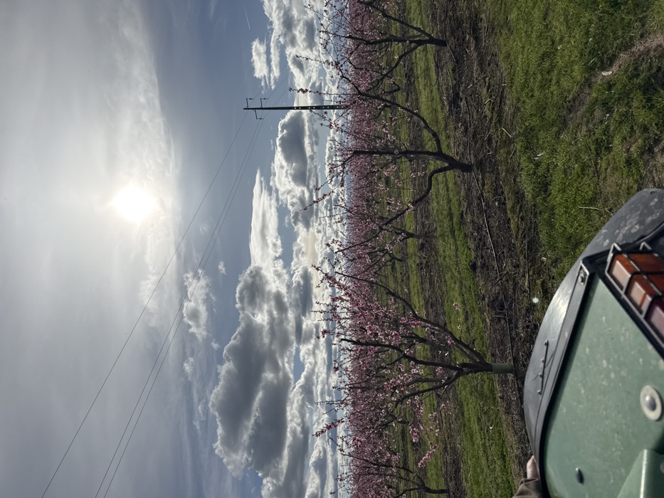 The image displays an agricultural field in Fundão, Portugal, characterized by an extensive orchard of trees covered in pink blossoms, suggesting a peach orchard in bloom. The scene is viewed from the lower perspective of a green tractor, whose hood and a portion of its orange rear light assembly are visible in the immediate foreground. A gloved hand is partially visible on the far left. The trees are uniformly planted in rows, with green grass and visible irrigation lines covering the ground between them. Overhead, several power lines traverse the sky, supported by a dark utility pole positioned on the mid-right. The sky is partially cloudy with bright white and grey formations against a light blue background, and an intense sun is prominently visible in the upper center-right.