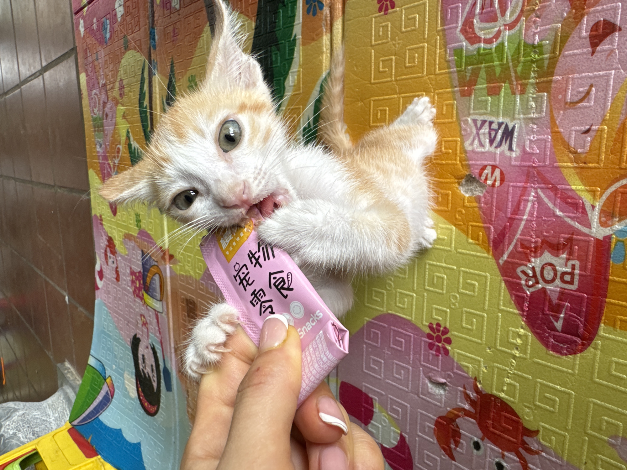 This close-up, brightly lit image captures a small, cream and orange-colored kitten eagerly consuming a treat from a pink pouch, held by a human hand. The kitten is positioned against a vibrant, multi-colored foam play mat which serves as the background, covering a wall. Its eyes are wide and focused on the treat, and its mouth is open, showing its tiny teeth biting into the pouch. The kitten's front paws are also on or near the pouch, indicating its strong interest.
The human hand, with French-manicured nails, firmly holds the pink treat pouch for the kitten. The pouch features Chinese characters "宠物零食" (meaning "Pet Snacks") prominently, along with the English word "Snacks." There is also smaller, unreadable text on the pouch.
The foam mat behind the kitten and hand is adorned with various patterns and cartoon-like illustrations, including a red crab, an upside-down figure of a child, and text elements like "WAX" (inverted), "POR" (inverted), and an "M" logo. The overall setting appears to be an indoor environment, possibly a home or shelter, in Mũi Né, Vietnam, with a textured, light brown wall visible to the left. The scene conveys a sense of playful interaction and the kitten's enthusiastic enjoyment of its snack.