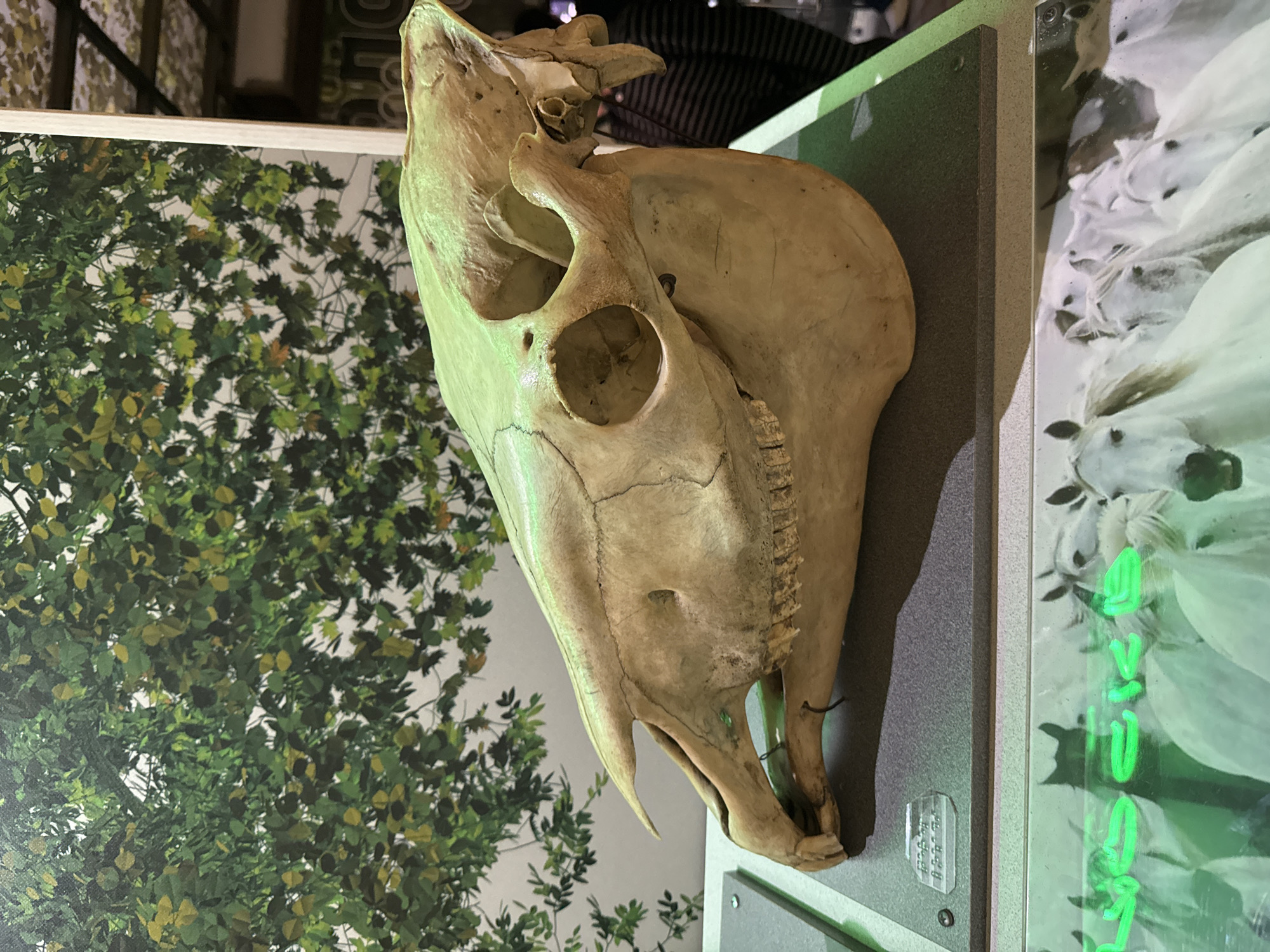 The media file displays a close-up, side-view of a light-colored animal skull, likely a cow or horse, as part of an exhibit. The skull is positioned to the left of the frame, with its jawbone curving downwards and a prominent eye socket visible. Behind the skull, to the left, is a large print or mural of lush green foliage with some hints of yellowing leaves, suggesting a natural, perhaps autumn, scene. To the right of the skull, a display case holds a black and white image of multiple horses, with vertical green neon text superimposed. The text appears to be in Cyrillic script.
The overall setting suggests an indoor exhibition or museum. The lighting appears to be artificial, casting a slight green hue on parts of the skull and the horse image. The time of day and weather are not discernible from the image. The emotion conveyed is one of scientific or historical display, with the juxtaposition of the skull and the images of live animals creating a contrast between life and death, or past and present.
Visible text: Cyrillic script in neon green on the right side.
