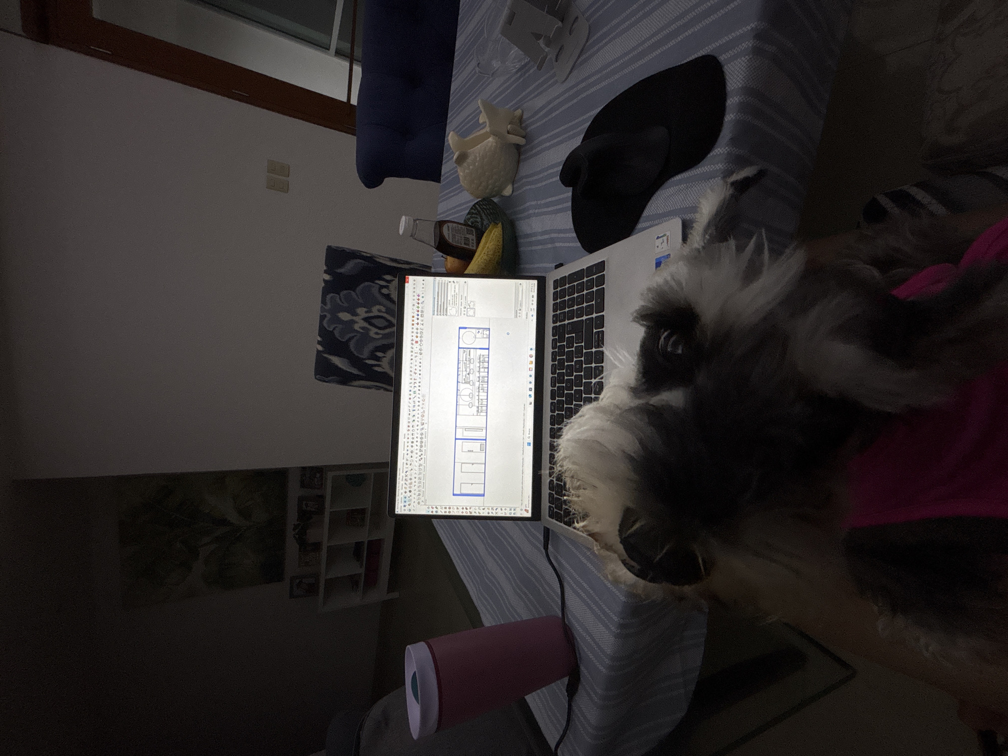 A schnauzer dog with gray and white fur and a pink garment rests near a laptop displaying architectural plans. The laptop sits on a striped surface, along with a pink cup, a white ceramic animal figurine, a black sandal, and other miscellaneous items. The location appears to be indoors, possibly a residence, in Boca del Río, Mexico, judging by the architectural plans displayed on the laptop screen which are in Spanish. Visible in the background are a wall, a blue chair, and a shelf unit. The lighting is subdued. The dog is the main subject, positioned prominently in the foreground.