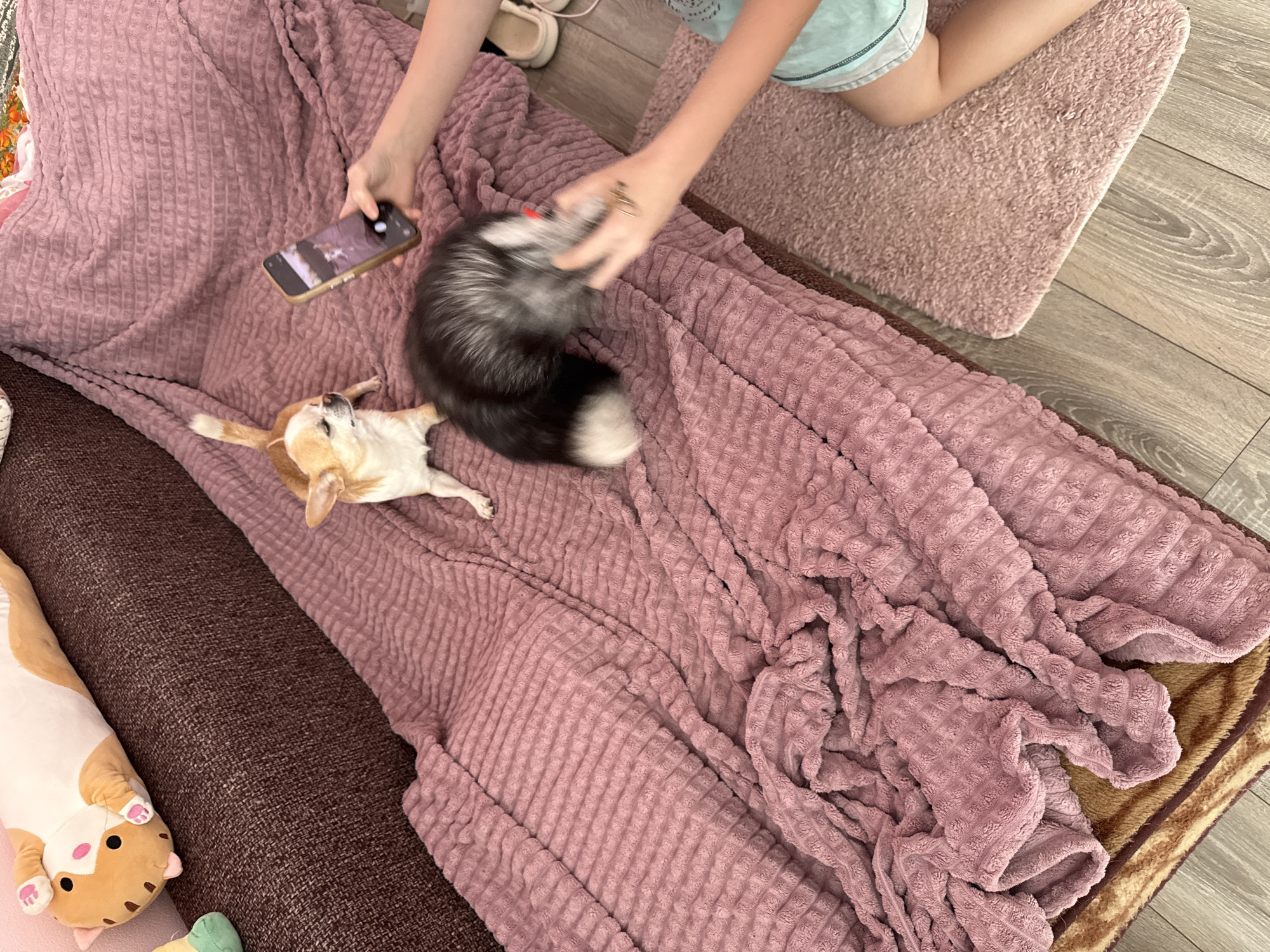 A high-angle shot shows a person using a smartphone to photograph a small chihuahua and a black and white domestic fox sprawled on a textured, mauve-colored blanket. The blanket is on a brown couch cushion and an adjacent brown and tan area rug. The person is partially visible, wearing light blue shorts and kneeling on a pink rug. A cat-shaped pillow is partially visible on the left side of the image. The scene appears to be indoors, possibly a living room. The location is not confirmed to be Rostov-on-Don, Russia.