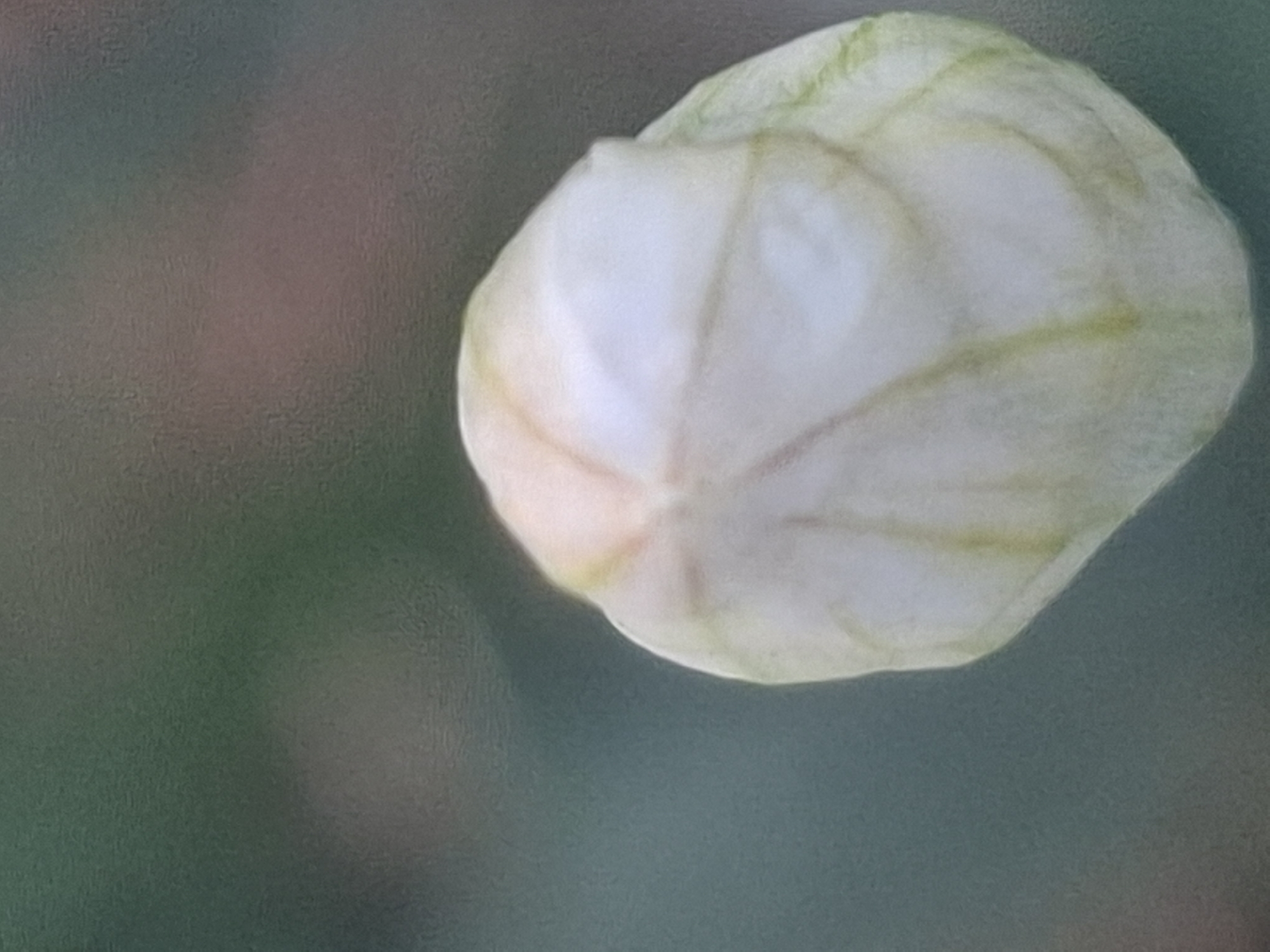 The image shows a close-up, slightly out-of-focus view of a single, pale white flower bud with subtle green veining. The bud is in the foreground, dominating the lower right portion of the frame. The background is a blurred expanse of muted greens and some reddish-brown hues, suggesting an outdoor environment, possibly a garden or park. There are no people, animals, or any indication of a specific location within the city of Almaty, Kazakhstan. The image is a still photograph without any discernible action or interaction.