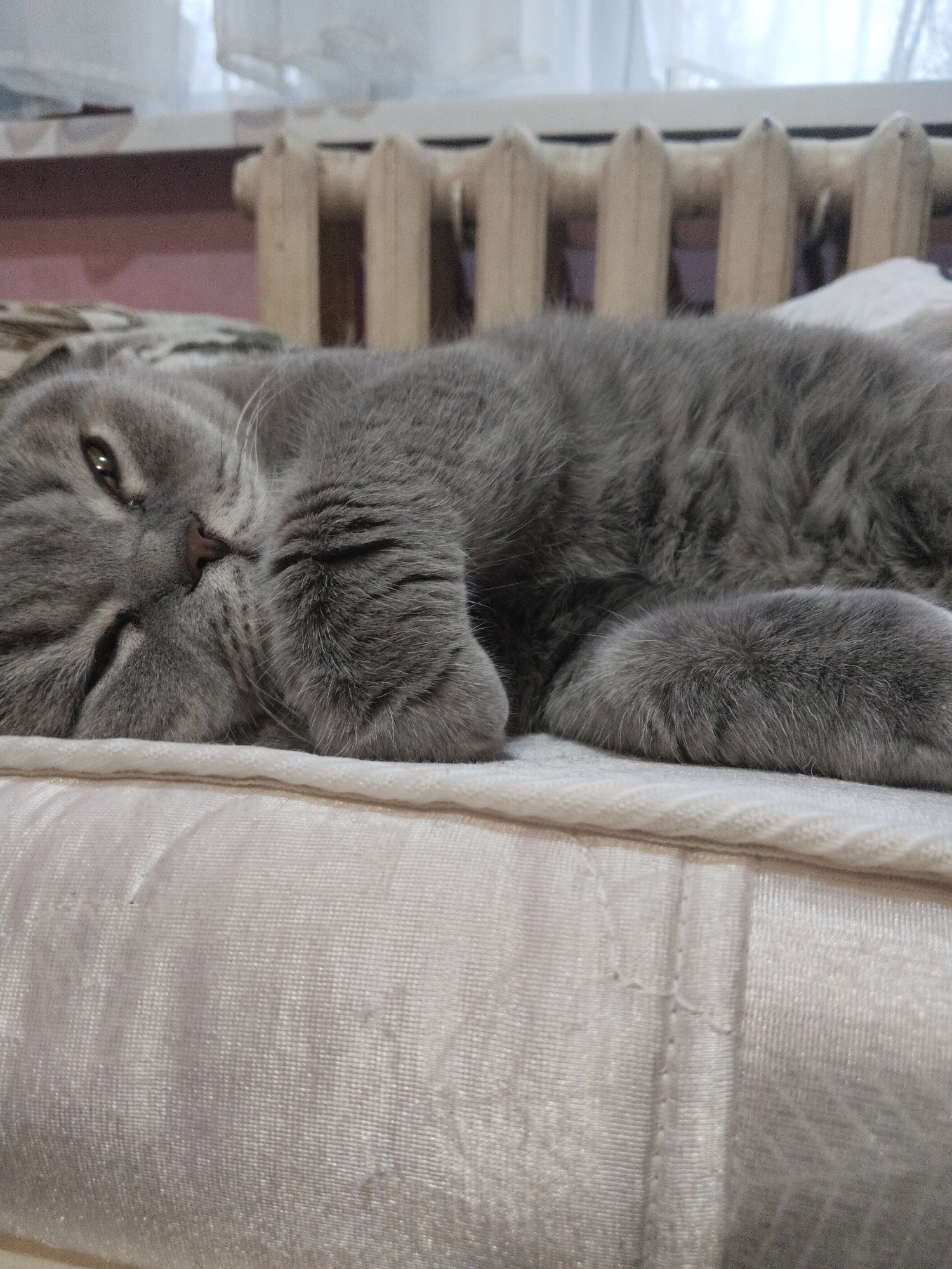 A grey cat, likely a British Shorthair, is the primary subject, resting comfortably on a light-colored, upholstered surface, possibly a bed or sofa. The cat is lying on its side, facing towards the left of the frame, with its head slightly raised and its eyes partially open, giving it a calm and relaxed expression. Its front paws are tucked close to its body, and its fur appears soft and dense.
The setting is indoors, with a window and a white radiator visible in the background. The radiator, with its distinctive vertical segments, is situated beneath the window, suggesting a domestic room. Soft, diffused natural light enters from the window, illuminating the scene gently. The background elements are slightly out of focus, drawing attention to the cat.
The activity taking place is the cat resting or napping, appearing peaceful and content. The time of day is not explicitly clear but the natural light suggests daytime. There is no visible text in the image. The overall mood is one of quiet serenity and comfort.