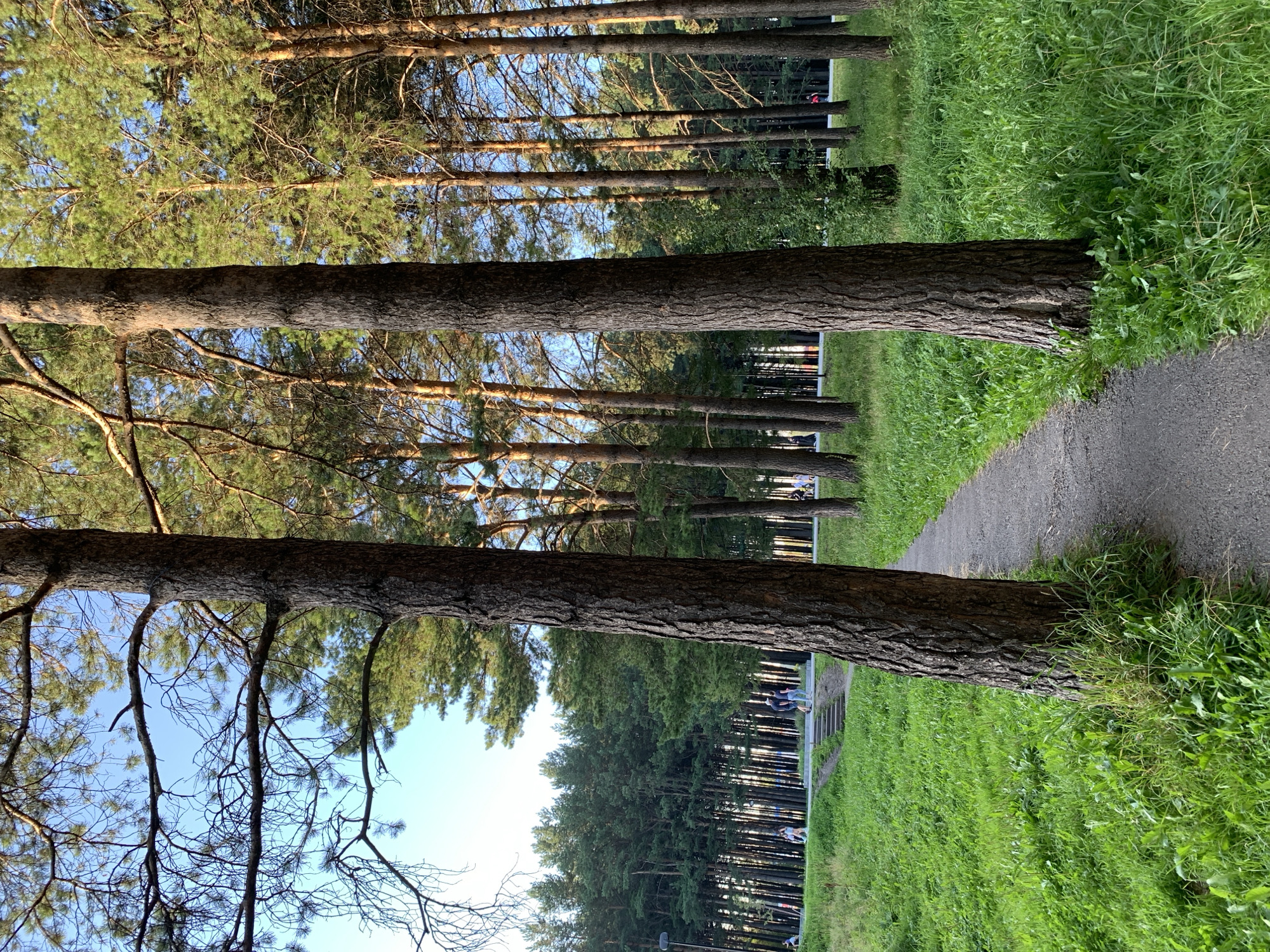 The image depicts a pathway in a park, likely in Prokopyevsk, Russia, judging by the provided context. The pathway is made of gravel and curves to the right, bordered by lush green grass on both sides. Two large pine trees stand prominently in the foreground, framing the path. In the background, a dense forest of pine trees stretches across the horizon under a clear blue sky. Several individuals can be seen walking on a paved area in the distance, suggesting a public park setting. The sunlight casts a warm glow, indicating it is likely late afternoon or early evening.