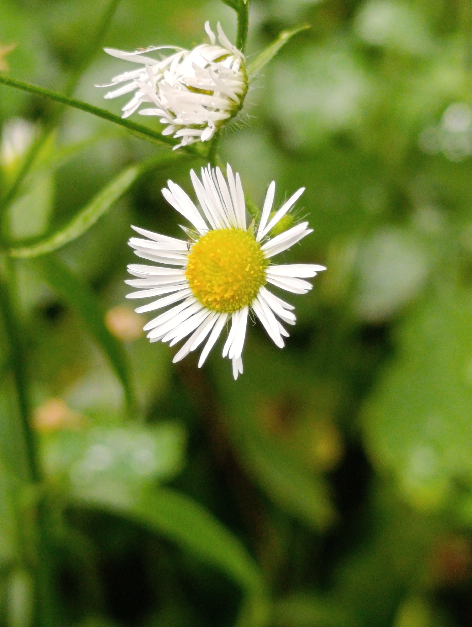 The image is a close-up, macro photograph of two white daisy-like flowers with yellow centers, set against a blurred background of green foliage. The flower in the foreground is in full bloom, with its petals fanned out. A second flower, partially closed, is visible above and to the left of the first. The lighting is soft, suggesting an overcast or shaded environment. There are no people or man-made structures visible. The image is a natural scene and does not contain any information that could link it to Fastiv, Ukraine, or any specific city.