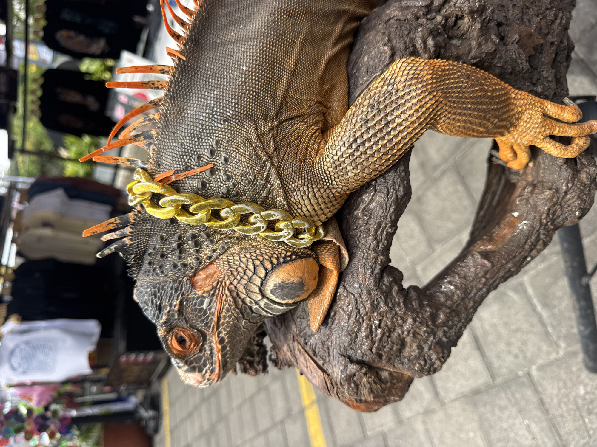 An iguana with orange and black scales is perched on a wooden branch. A thick, gold-colored chain is draped around the iguana's neck. The background shows a street market in Kuta Selatan, Indonesia, with stalls selling clothing and colorful decorations. The iguana's eye is visible, and its claws are gripping the branch.