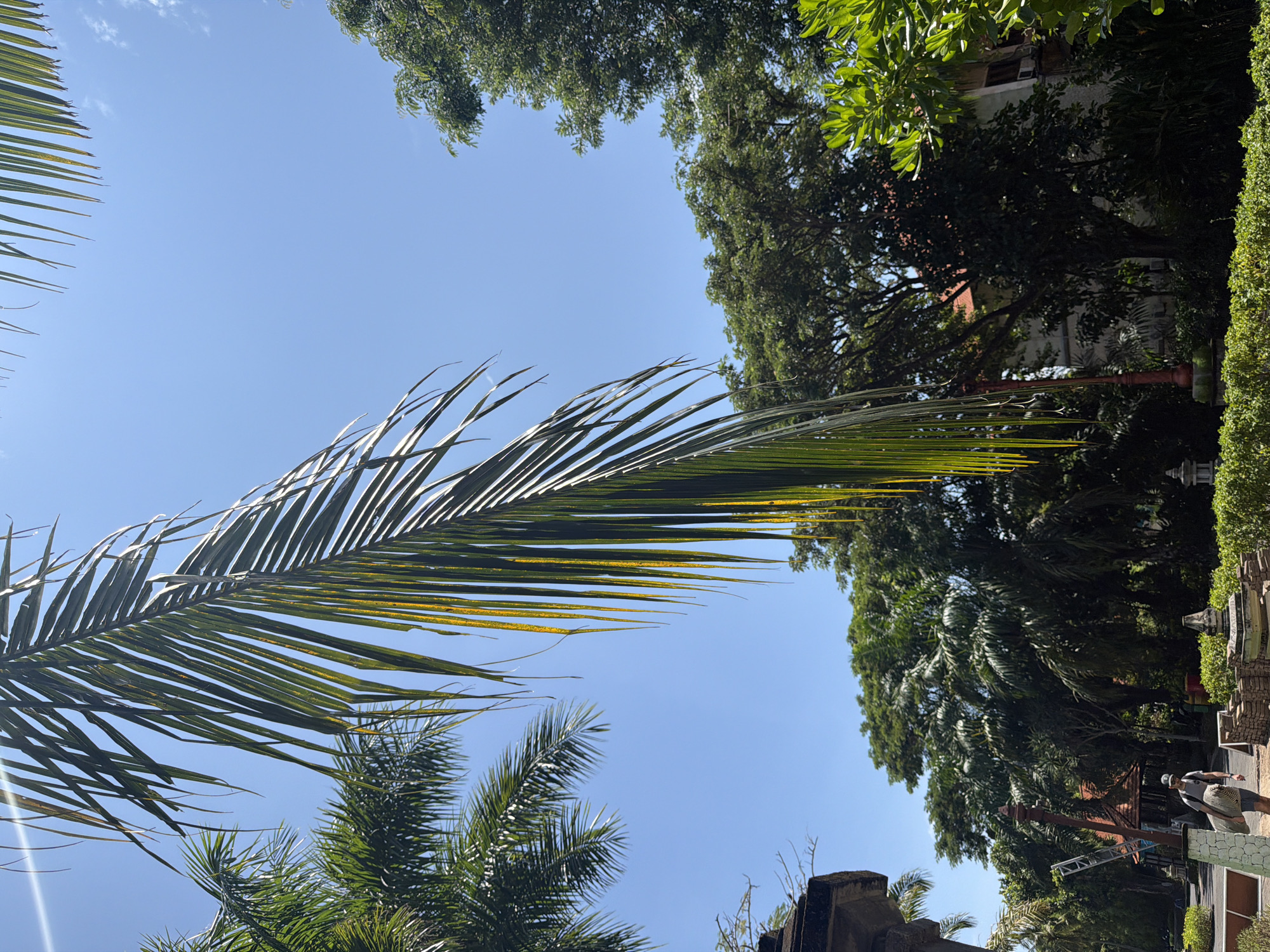 The image, taken in Nusa Dua, Indonesia, presents a view angled upwards towards the sky. A large palm frond dominates the left side of the frame. Other trees are positioned around the edges of the view and there is a blue, cloudless sky visible in the middle. The foreground of the scene contains the tops of small walls and, partially obscured by trees, two people.