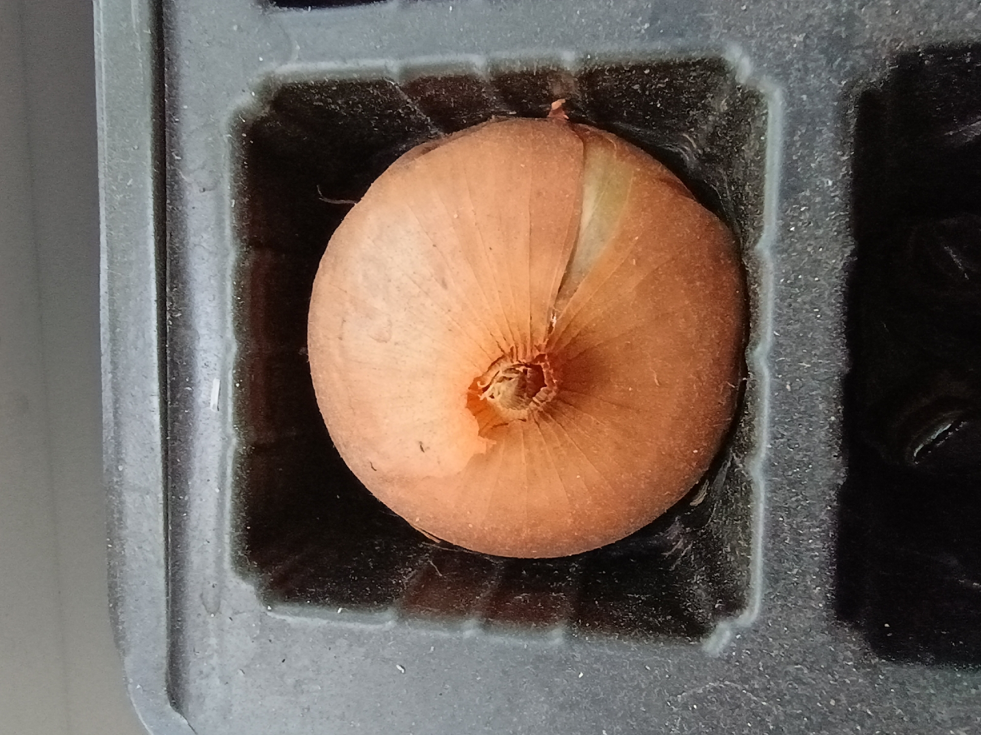 The image shows a single brown onion placed in a square compartment of a black plastic tray. The onion is round with visible skin texture and a small stem at the top. The tray appears to be designed for planting, with multiple compartments visible. The background is dark, suggesting the compartments are filled with soil or a similar dark material. The lighting is bright, indicating daylight, but there are no clear clues about the time of day or weather conditions. The overall scene is a close-up, top-down view of the onion in its planting container. There is no visible text in the image. The location context provided is Zaporizhzhia, Ukraine.