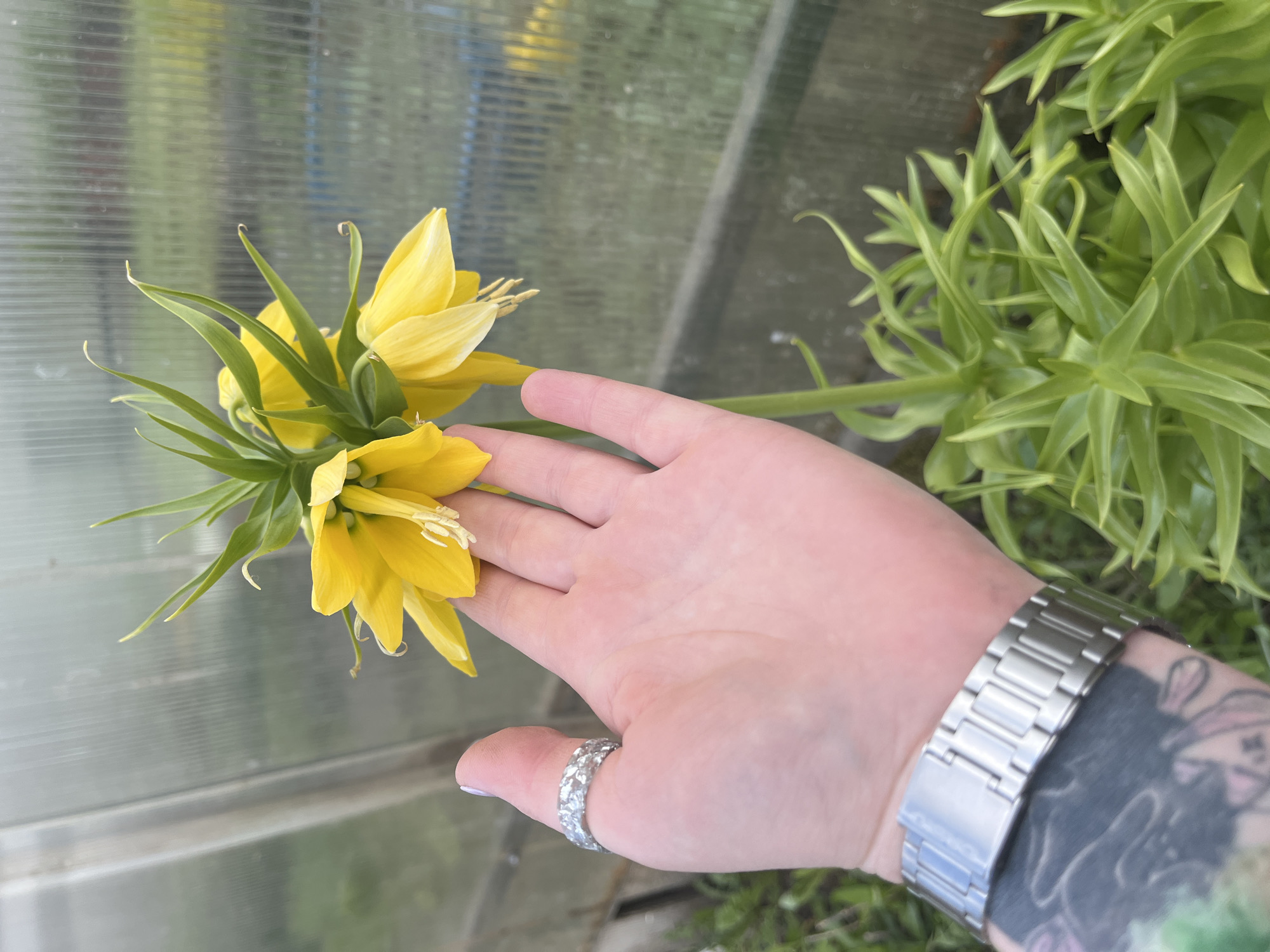 A hand wearing a silver watch and ring is holding a yellow flower. The background appears to be a greenhouse. The location is Olkhovka, Russia.