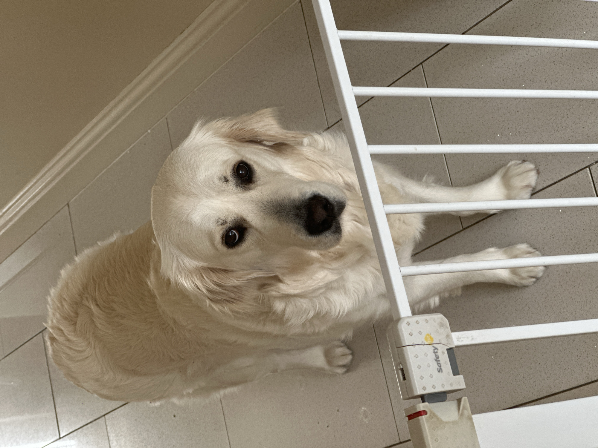 A golden retriever dog lies on a tiled floor, partially behind a white safety gate. The dog is facing upwards, looking at the camera with its head tilted slightly. The gate is secured by a "Safety 1st" branded latch. The environment is indoors. There is no indication of the location being London, United Kingdom.