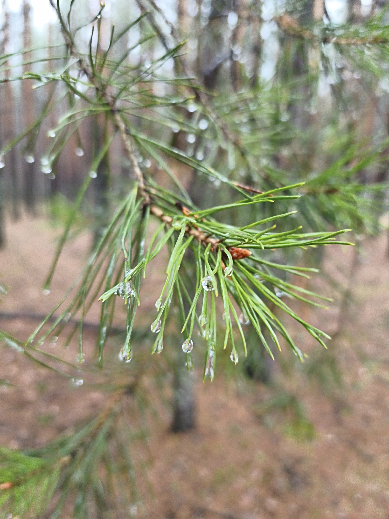 The image presents a close-up view of a pine branch, rich with vibrant green needles, glistening with numerous water droplets. The branch extends diagonally from the upper left to the lower right of the frame, with the needles fanning out. Many small, clear water droplets are visible clinging to the needles, particularly on their undersides, reflecting light and indicating recent rain or heavy dew. A few tiny, reddish-brown pine buds or nascent cones are nestled among the needles on the branch.
The background is softly blurred (bokeh effect), creating a shallow depth of field that emphasizes the sharp details of the foreground pine branch. The out-of-focus background reveals the muted tones of a forest, with indistinct tree trunks, brown forest floor, and shades of green from distant foliage. The lighting appears soft and diffused, consistent with an overcast day or post-rain conditions.
The scene captures a moment of natural tranquility in a coniferous forest, likely in Chaikovsky, Russia. There is no human activity or visible text in the image. The prominent water droplets suggest a fresh, moist environment, evoking a sense of calm and natural beauty.