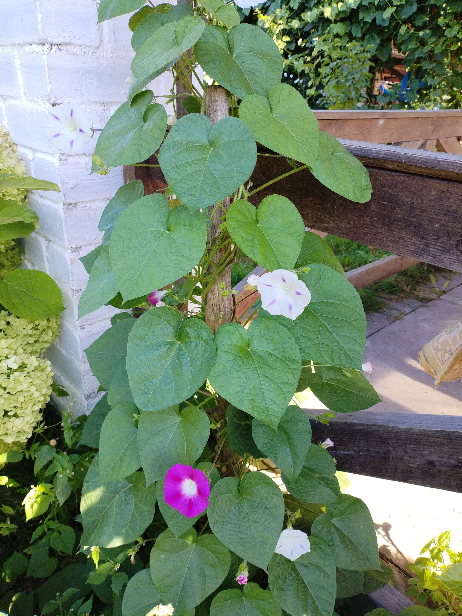 In Bialynichy, Belarus, this image depicts a climbing plant with large green heart-shaped leaves and several trumpet-shaped flowers. One prominent flower in the foreground is a vibrant magenta with a white center. Other flowers, visible higher up the vine, are white with purple stripes. The plant is growing on a wooden stake and is partially obscured by a white brick wall on the left and a weathered wooden railing on the right. The background shows lush green foliage and hints of a sunlit outdoor environment.