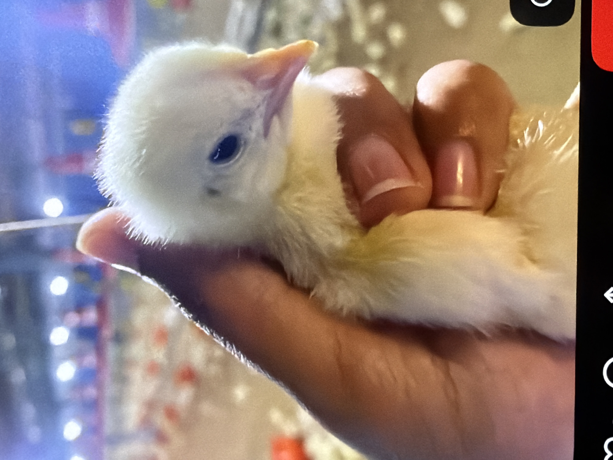 A close-up, eye-level shot shows a person's hand holding a small, fluffy, yellow chick. The chick is positioned in the center of the frame, facing slightly to the left, with its beak pointing forward. The background is blurred, but appears to be an indoor environment, possibly a farm or hatchery, with rows of lights and other chicks visible in the distance. The hand, which is darker-skinned, gently cradles the chick, with its fingers curved around its body. The lighting is bright, casting a slight glow on the chick's downy feathers and the textured surface of the hand.