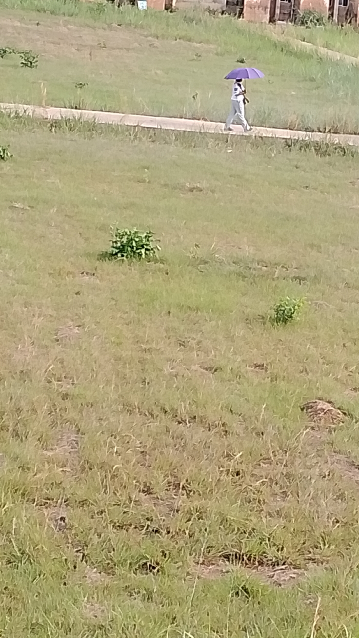 The image depicts an outdoor scene in OGBOKO, Nigeria, under daylight conditions. A single individual is observed walking from the right to the left side of the frame, traversing a narrow, light-colored path or road that extends horizontally across the mid-ground. The individual is dressed in a light-colored long-sleeved shirt and light-colored long pants, holding an open, purple umbrella above their head. The surrounding environment consists predominantly of an expansive, relatively flat grassy field, characterized by varied shades of green and brown indicating dry or sparse areas, interspersed with small, green bushes. In the distant background, several indistinct, light brown structures, possibly buildings, are partially visible.