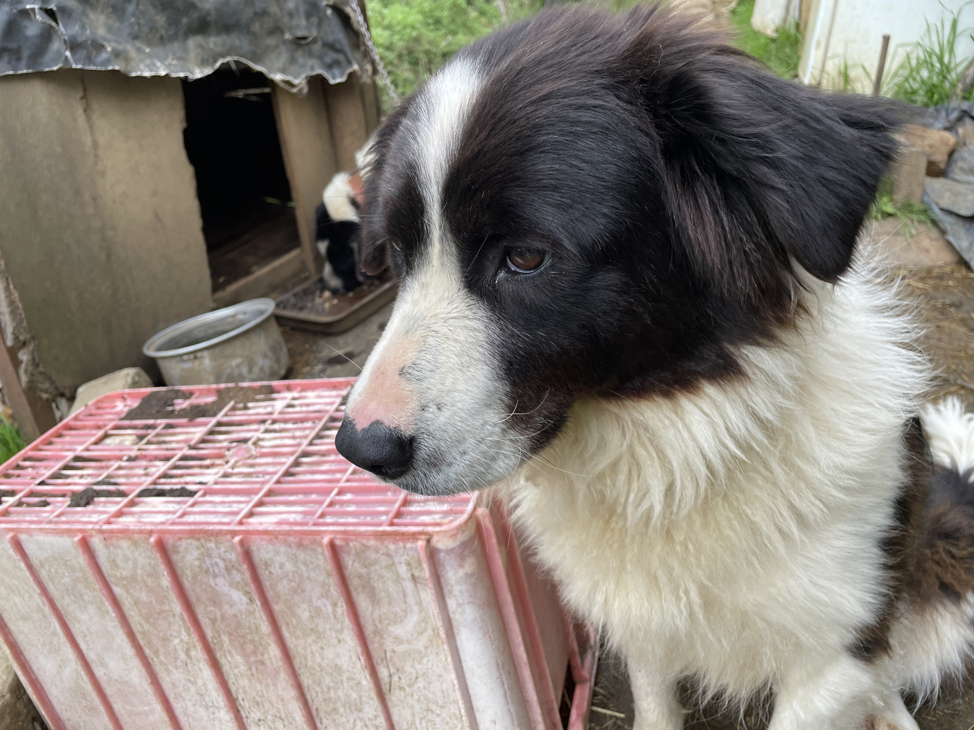 A medium-shot image focuses on a black and white Border Collie dog, positioned near a weathered pink crate. The dog is oriented to the right of the frame, facing right, with a thoughtful expression. Its fur is primarily white on its chest and muzzle, transitioning to black on the head and ears. A white stripe runs vertically down the center of its head.
In the background, a makeshift doghouse constructed of rough materials stands to the left. Within the doghouse, a smaller black and white dog is partially visible. An aluminum bowl sits in front of the doghouse. The ground is rough, suggesting a rural or outdoor setting.
The scene is possibly located in Zlatograd, Bulgaria, given the request.