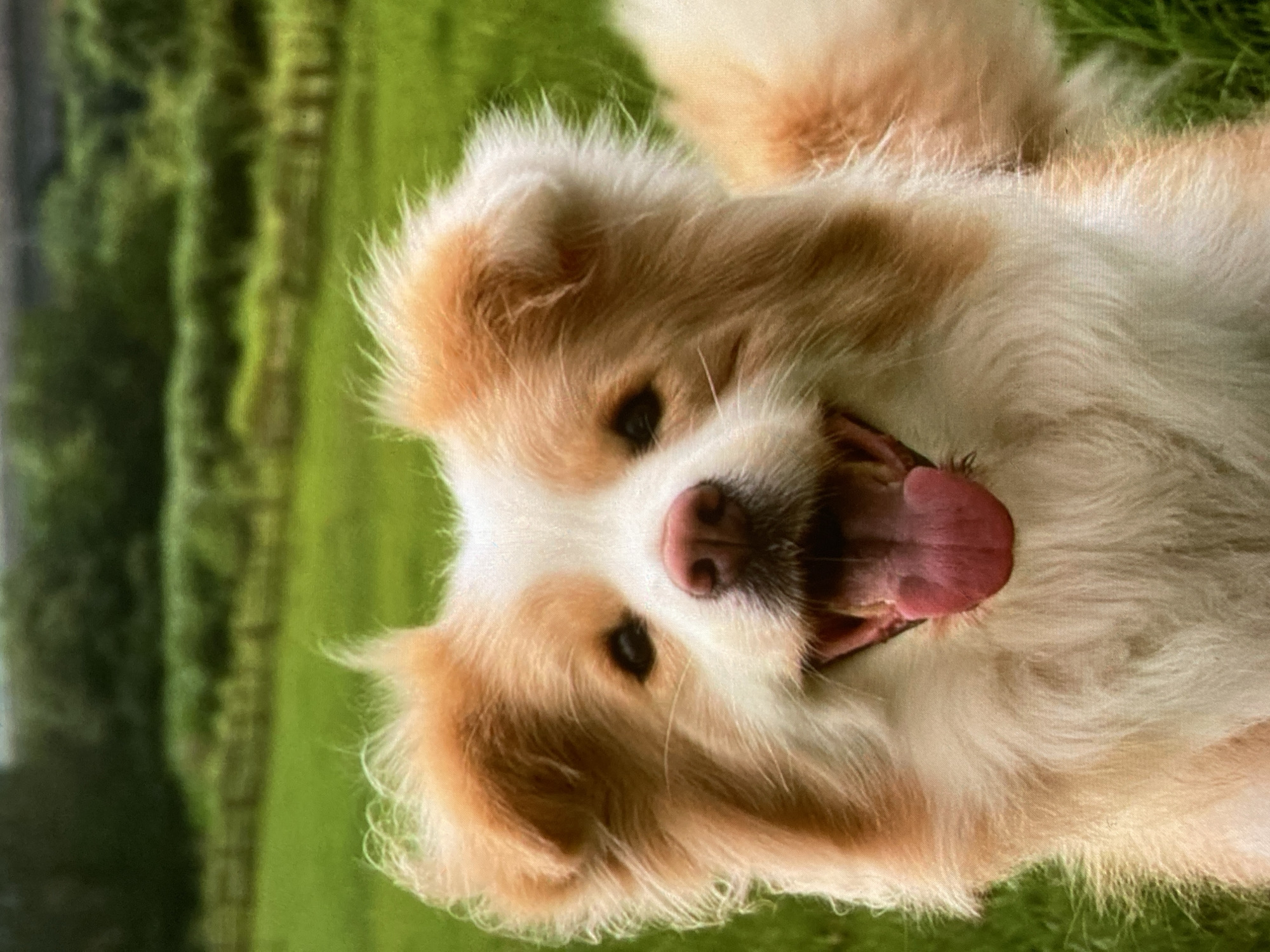 The image is a close-up, eye-level, outdoor shot of a fluffy, tan and white dog with its mouth open and tongue out, panting. The dog is the central subject and takes up most of the frame. Its fur is light brown and white, with tan markings around its ears, eyes, and down its back. The background is a blur of green grass and trees, suggesting a park or natural setting. There are no discernible human figures or specific city landmarks visible in the image to place it in Ustyvytsia, Ukraine. The focus is entirely on the dog.