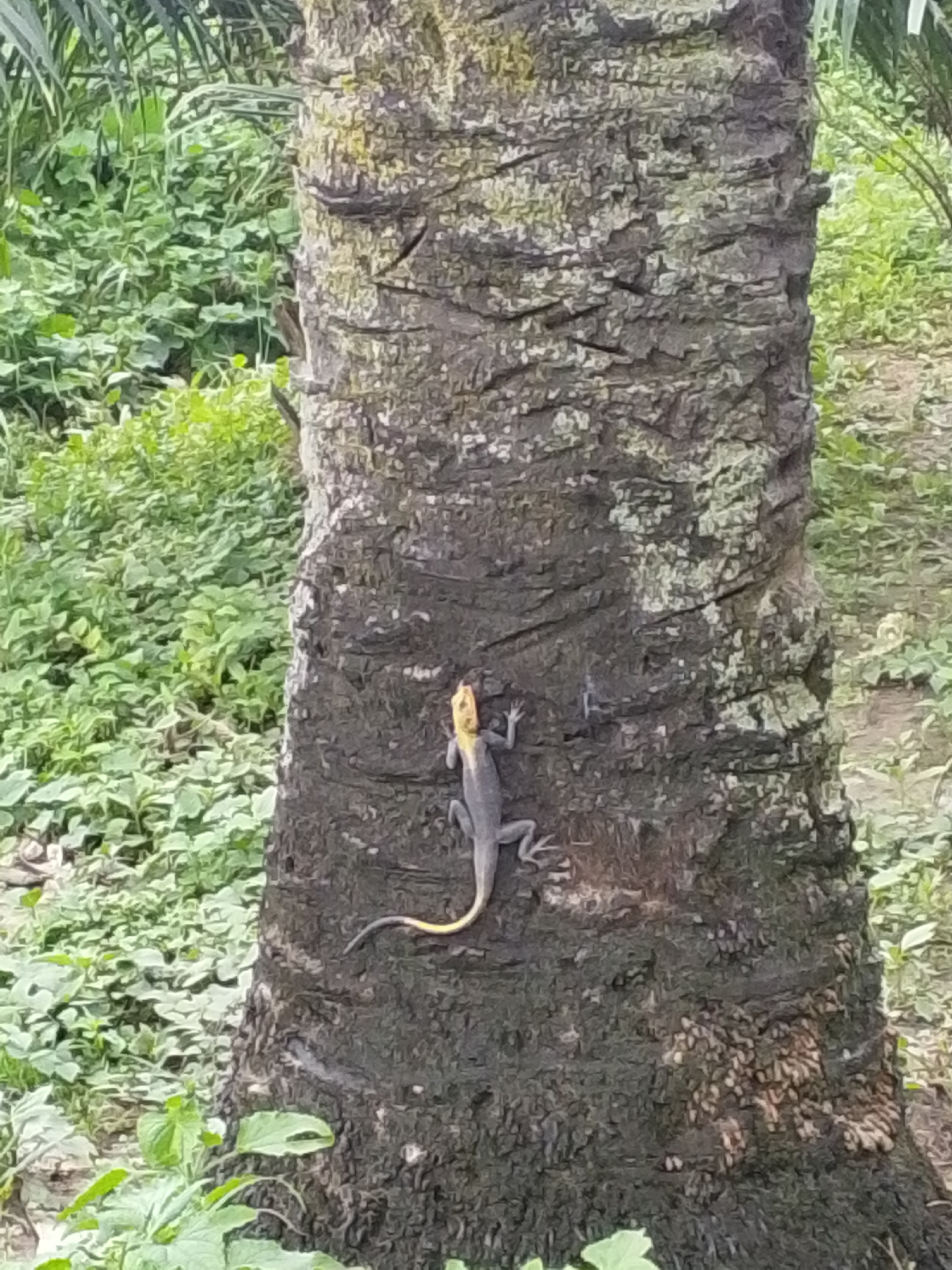 A medium shot captures a lizard, primarily grey with a yellow-orange head, clinging to the rough, textured bark of a tree. The lizard is positioned on the lower-middle section of the tree trunk, facing left with its head angled upwards. Its tail curves down and to the left. The tree trunk is dark brown and grey, with visible cracks and patches of light green lichen. In the background, lush green foliage and vegetation create a natural, outdoor environment. The scene is devoid of any human presence. This image was captured in the city of Serti, Nigeria.