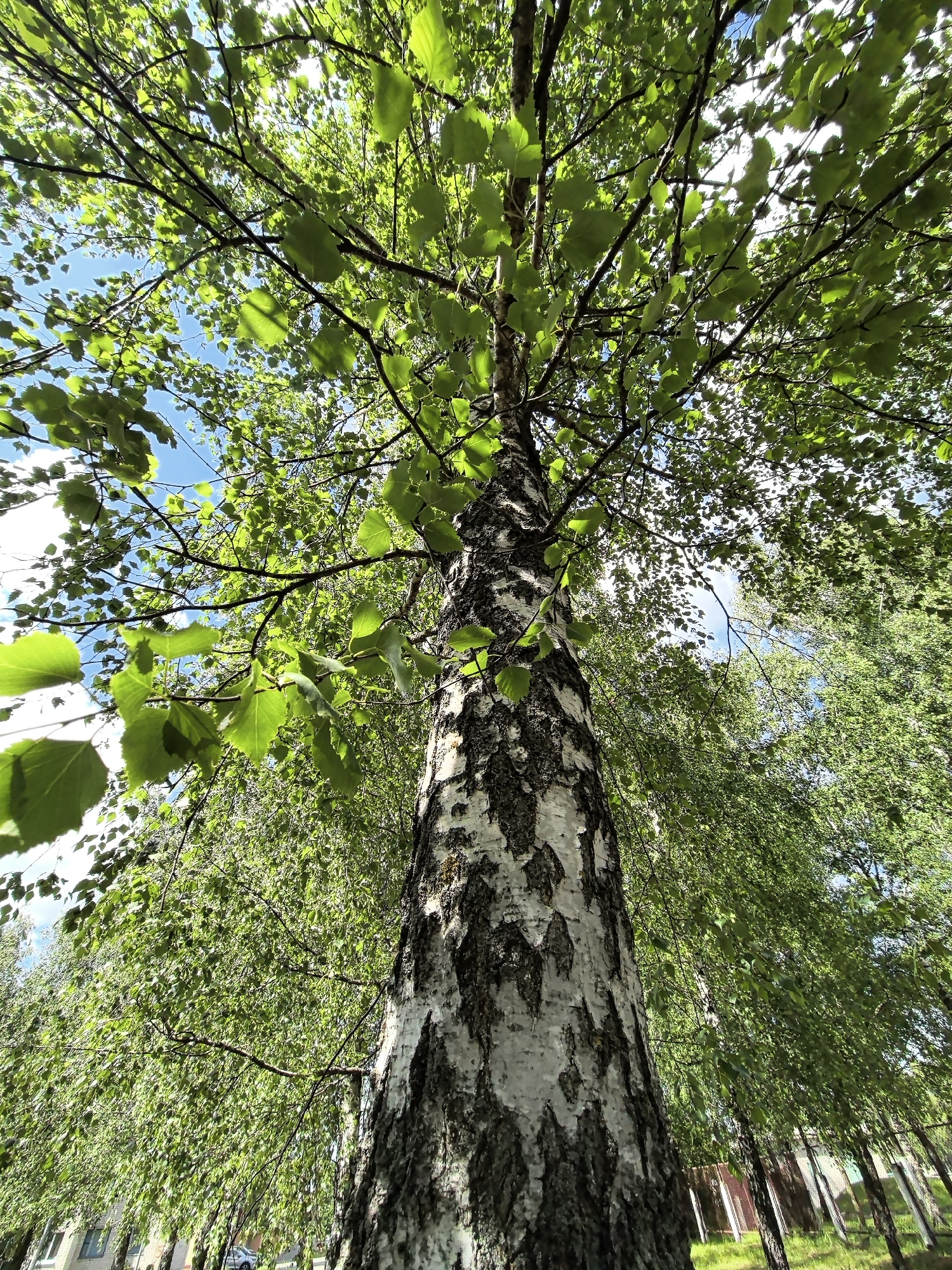 A low-angle, full-shot captures a tall birch tree with striking white and black bark, its branches laden with vibrant green leaves, against a clear blue sky with scattered white clouds. Sunlight filters through the foliage, creating a dappled effect. In the background, hints of buildings and a fence can be seen, suggesting an urban or suburban environment. The overall impression is one of nature's dominance within a developed setting.