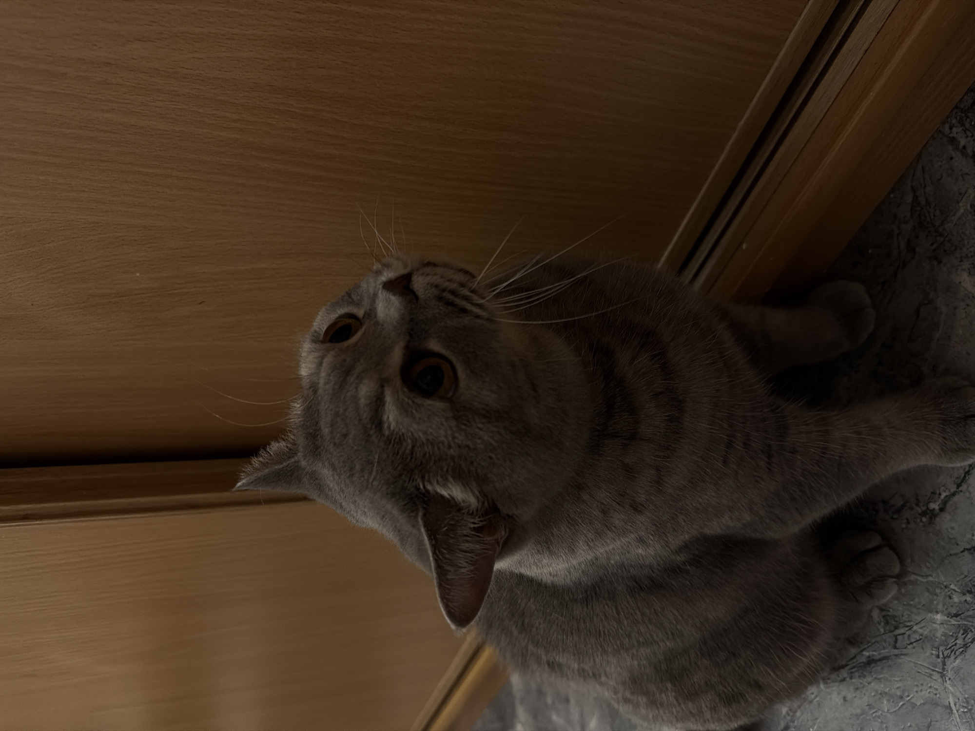 A low-angle, close-up shot features a grey tabby cat with subtle stripe markings, looking upwards and slightly to the right. The cat's golden-brown eyes are open wide, and its prominent white whiskers are fanned out. Its ears are perked, suggesting alertness or curiosity. The cat is positioned indoors, appearing to be at the corner or intersection of two surfaces. Above and to the left of the cat is a smooth, warm brown wooden surface, possibly a piece of furniture, a wall panel, or a ceiling. To the right and below the cat is a dark grey, textured surface that resembles stone tiling or a patterned floor/wall. The overall lighting is dim, creating a somewhat intimate atmosphere and highlighting the cat's features against the background. The cat's body is angled, with its left paw visible near the textured surface. No other subjects, text, or specific location cues beyond an interior setting are visible in the image.