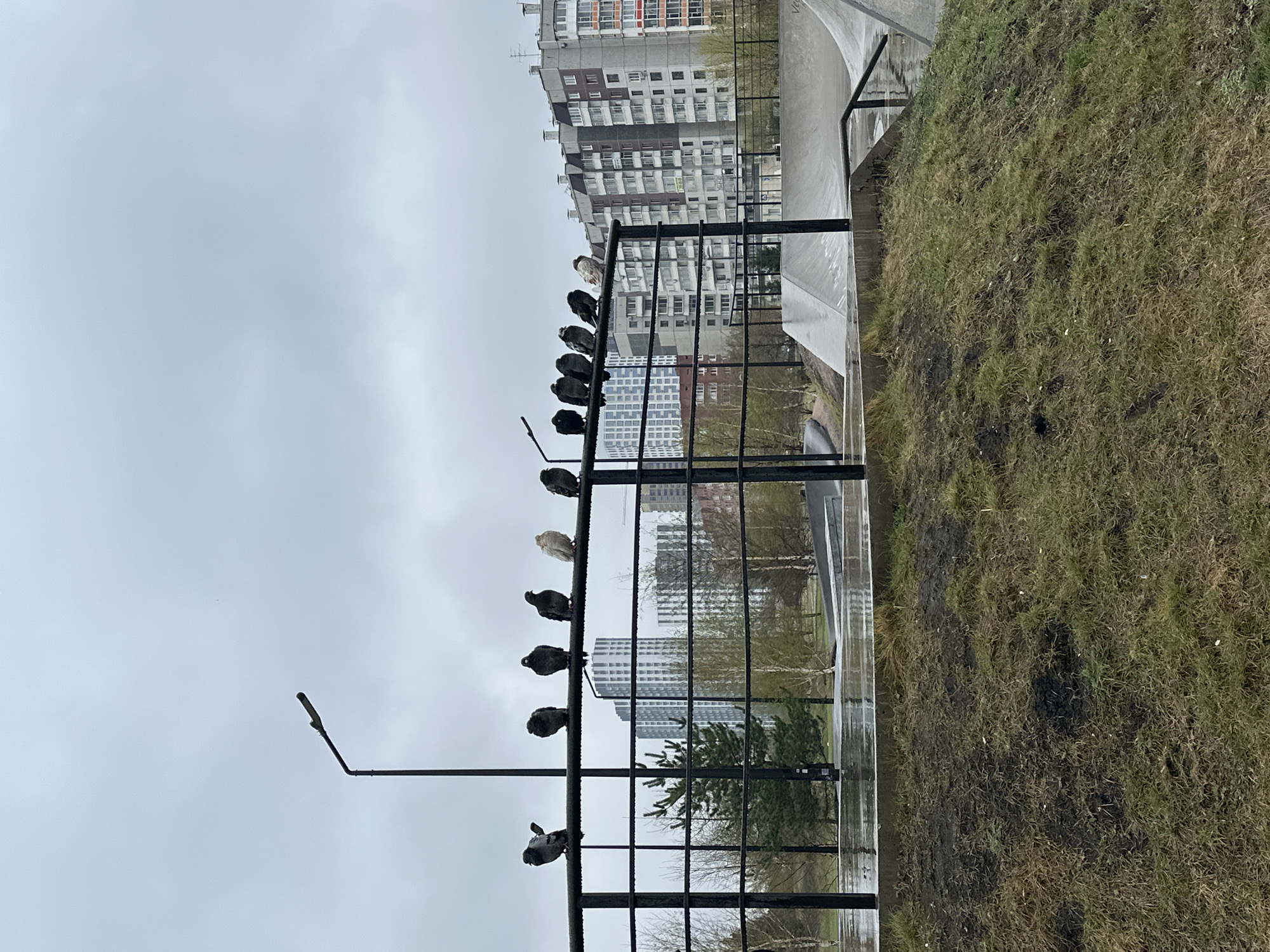 Captured in Krasnoyarsk, Russia, the image presents a group of pigeons perched on a black metal fence. The backdrop features a multi-story apartment building under a grey, overcast sky. Adjacent to the fence, there is a concrete structure and a patch of grass. A lamppost is visible on the left side of the frame. The pigeons are the primary subjects, arranged along the fence, with a varied plumage among them. The overall environment suggests a cloudy day in an urban setting.