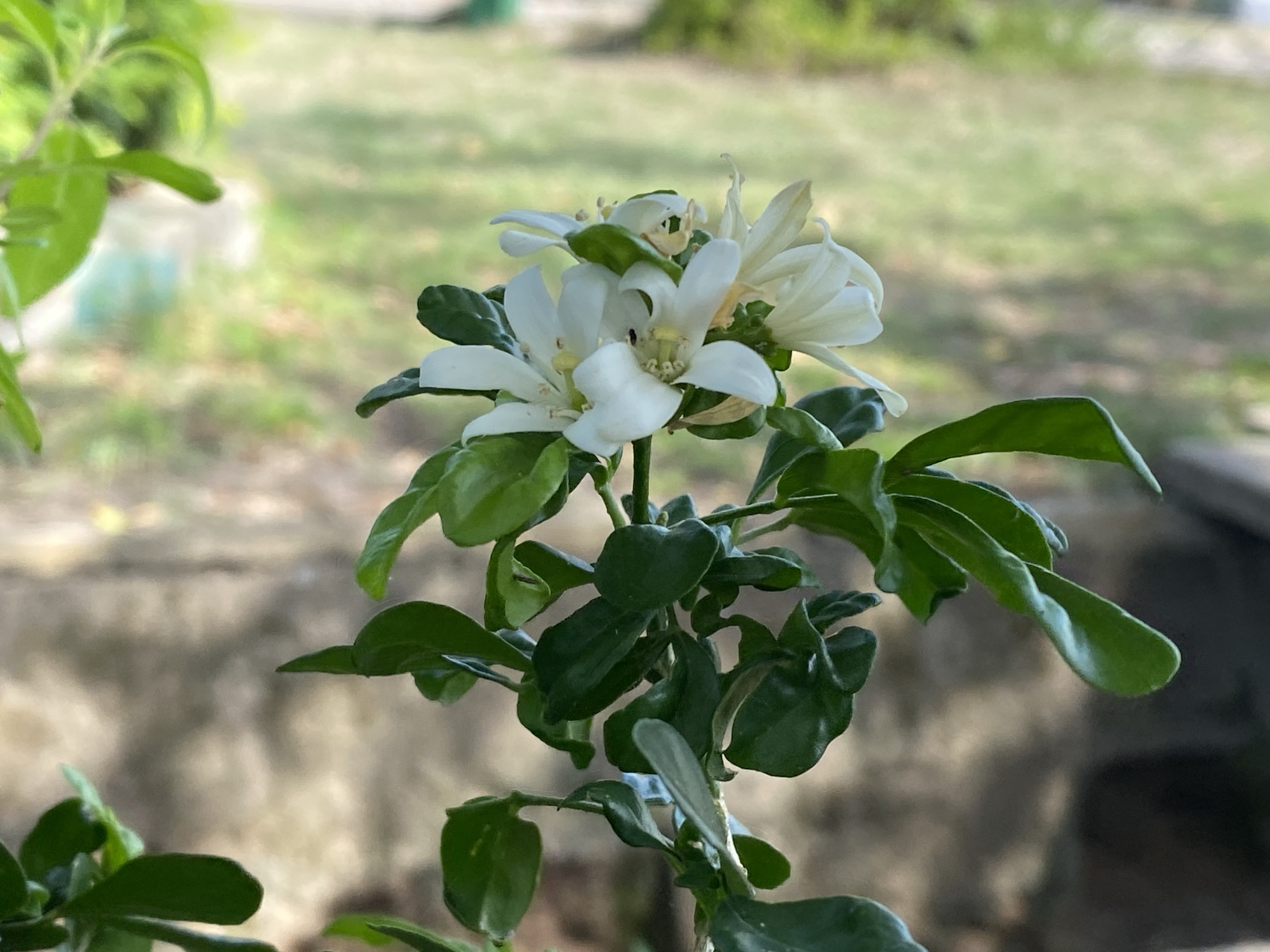 The image depicts a flowering plant with white blossoms and green leaves. The plant is situated outdoors, with a blurred background suggesting a garden or park setting. The plant appears to be healthy and well-maintained. The location is given as Tawpo, Nigeria.
