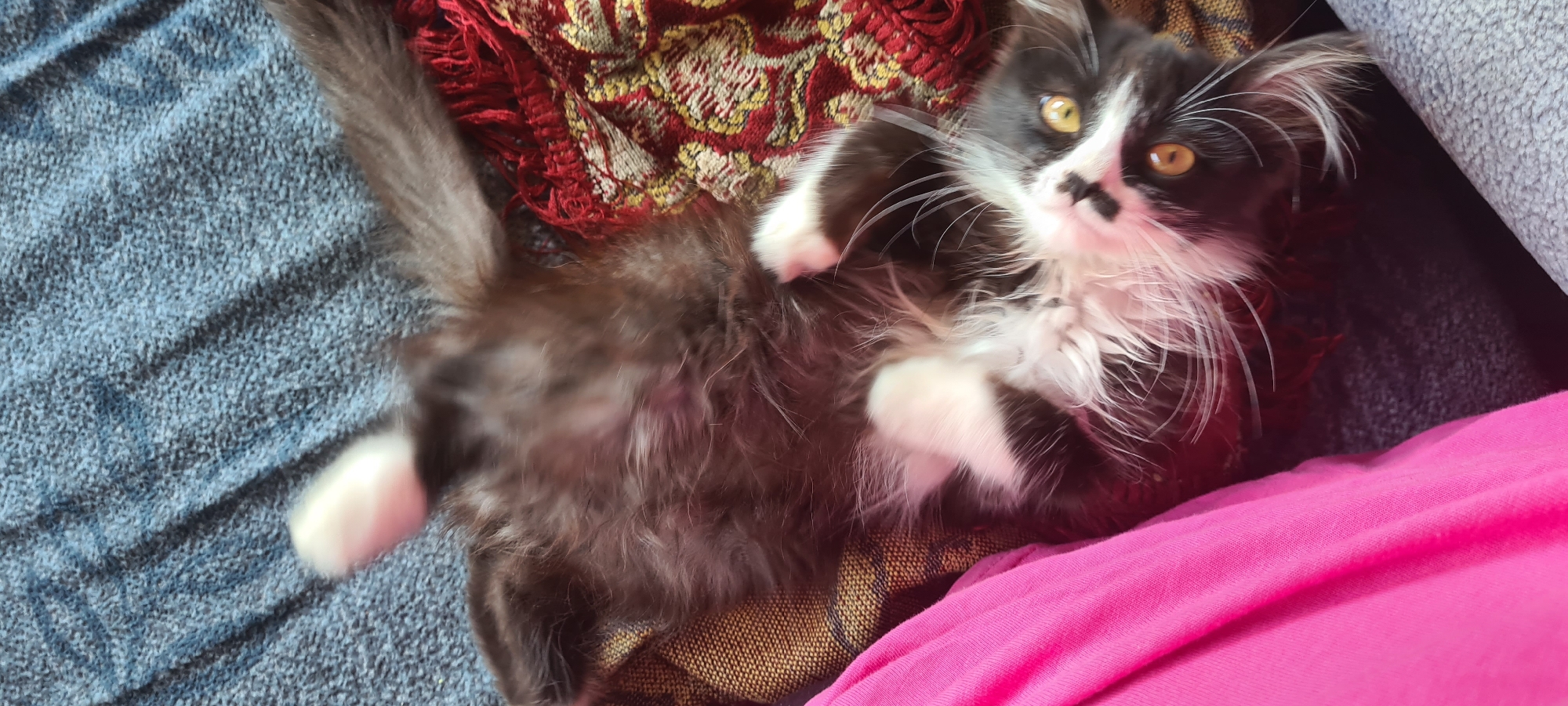 A black and white kitten with yellow eyes is lying on its back on a patterned blanket and a blue textured surface. The kitten's belly and paws are white, contrasting with its dark fur. A bright pink fabric is visible in the lower left corner of the image. The scene appears to be indoors, possibly on a couch or bed. The location of Belbulak, Kazakhstan, is not determinable from the visual information present in the image.